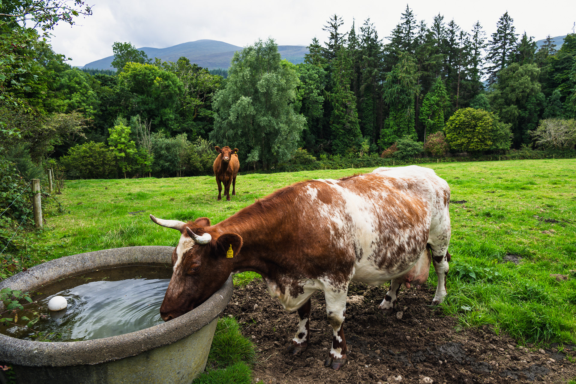 Muckross Traditional Farms
