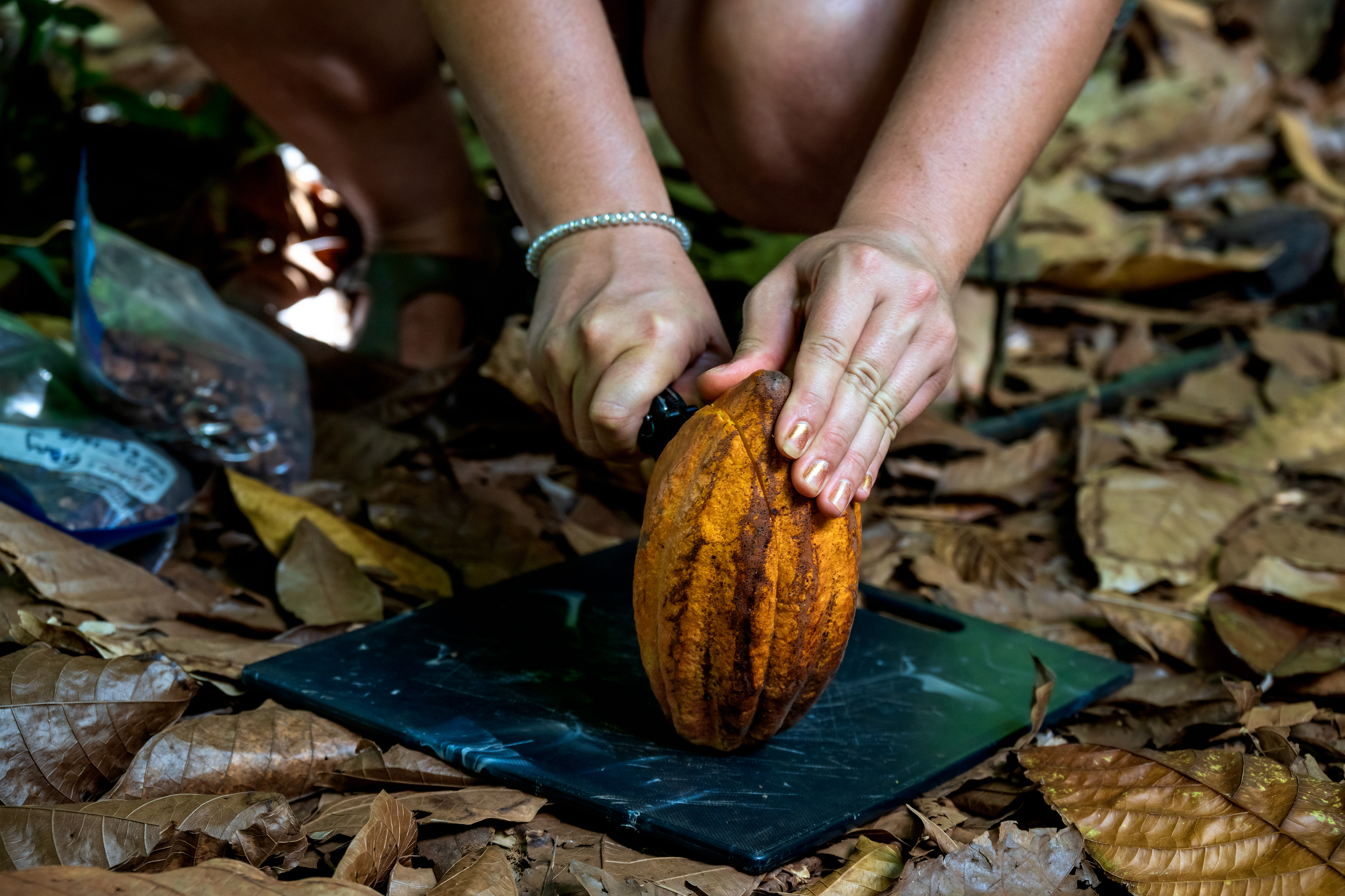 Cut Cacao