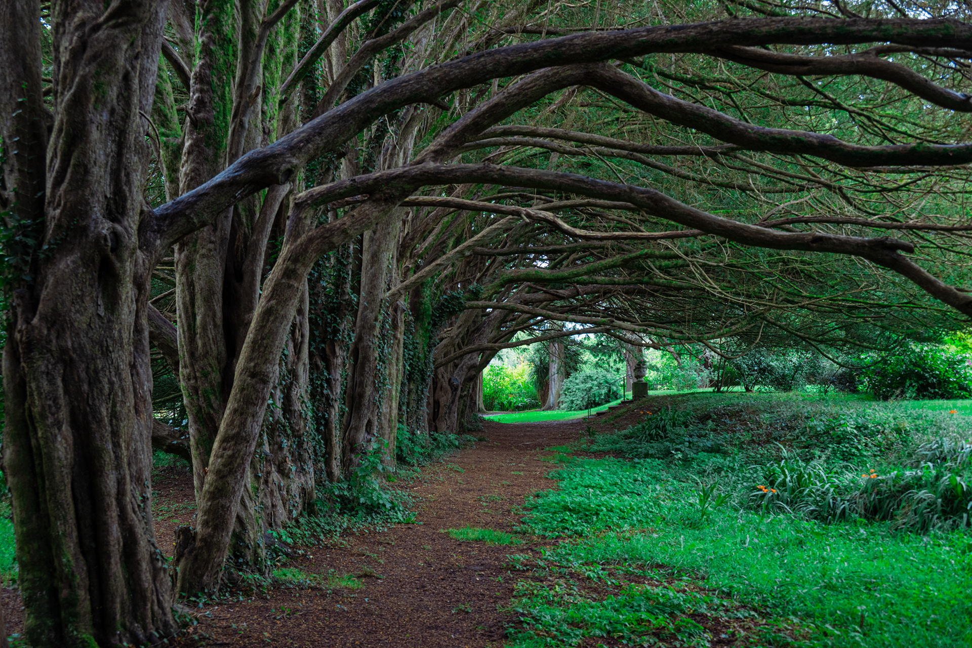 Hungtington Castle - Forest