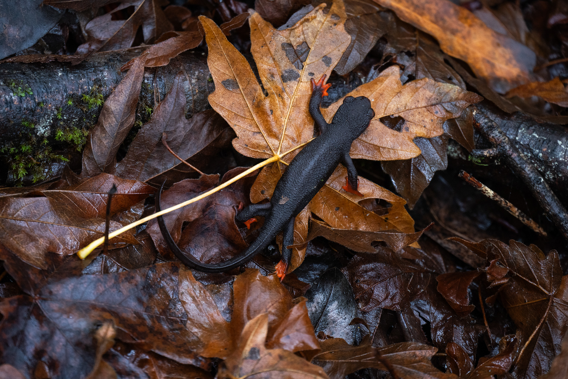 Rough-skinned Newt