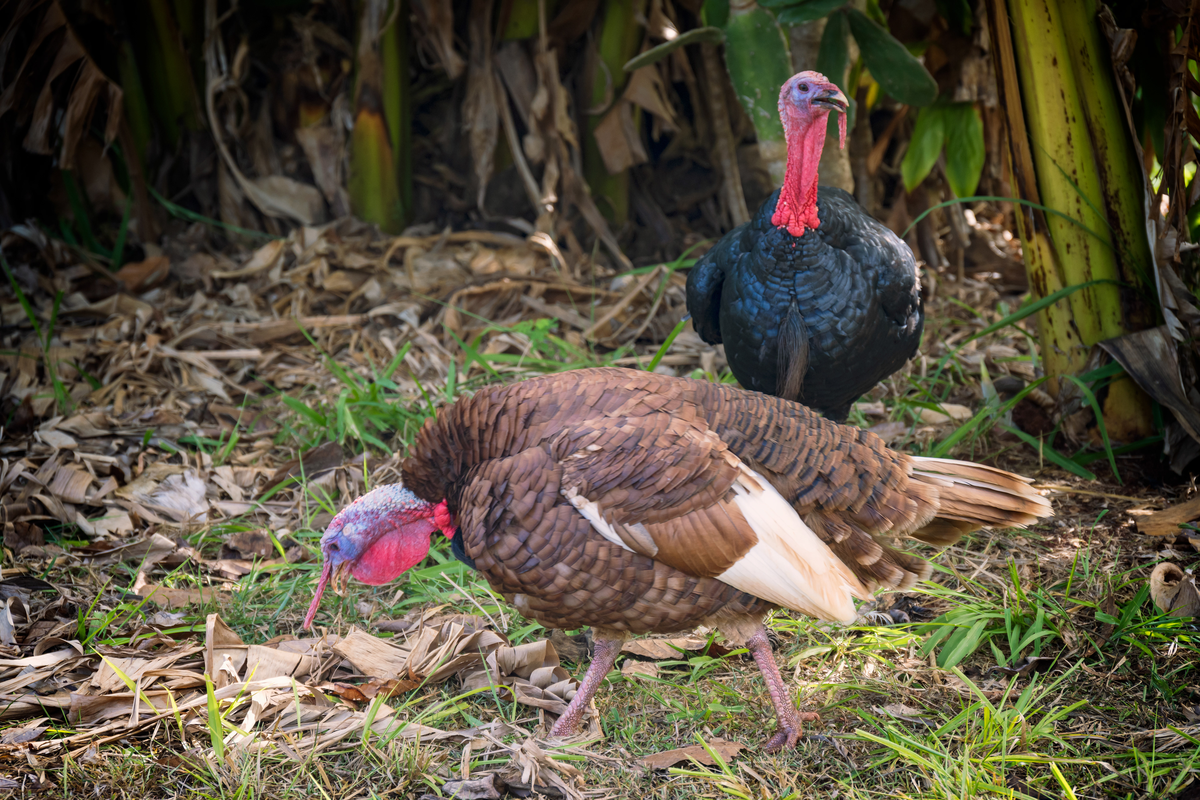 Turkeys
