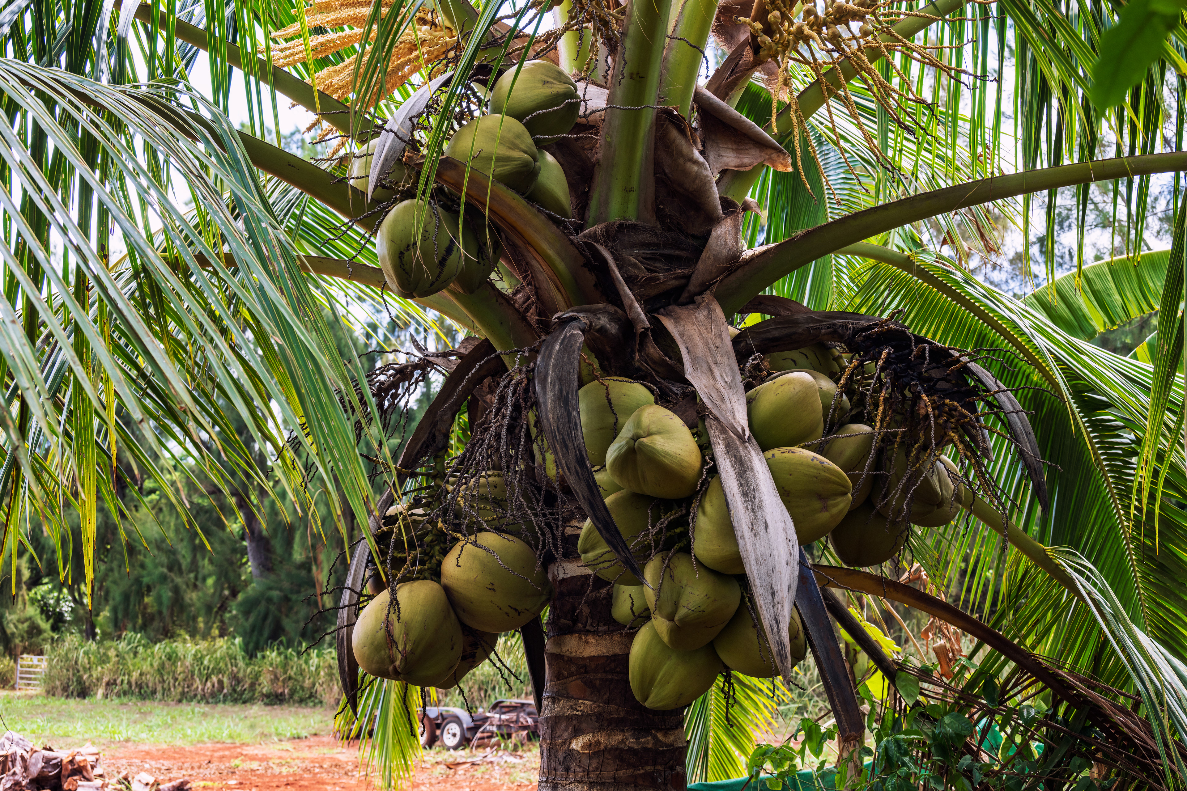 Coconut