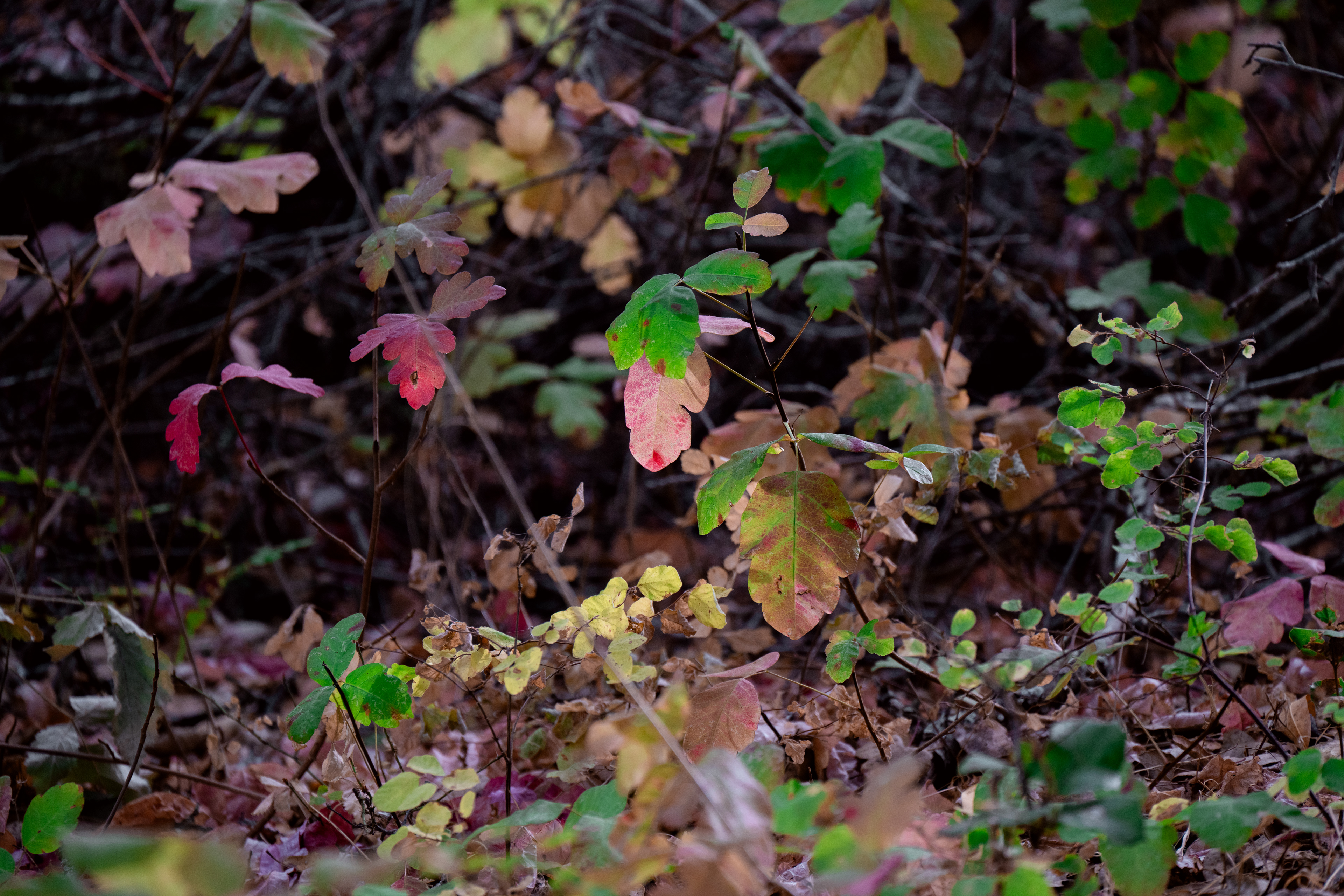 Poison Oak