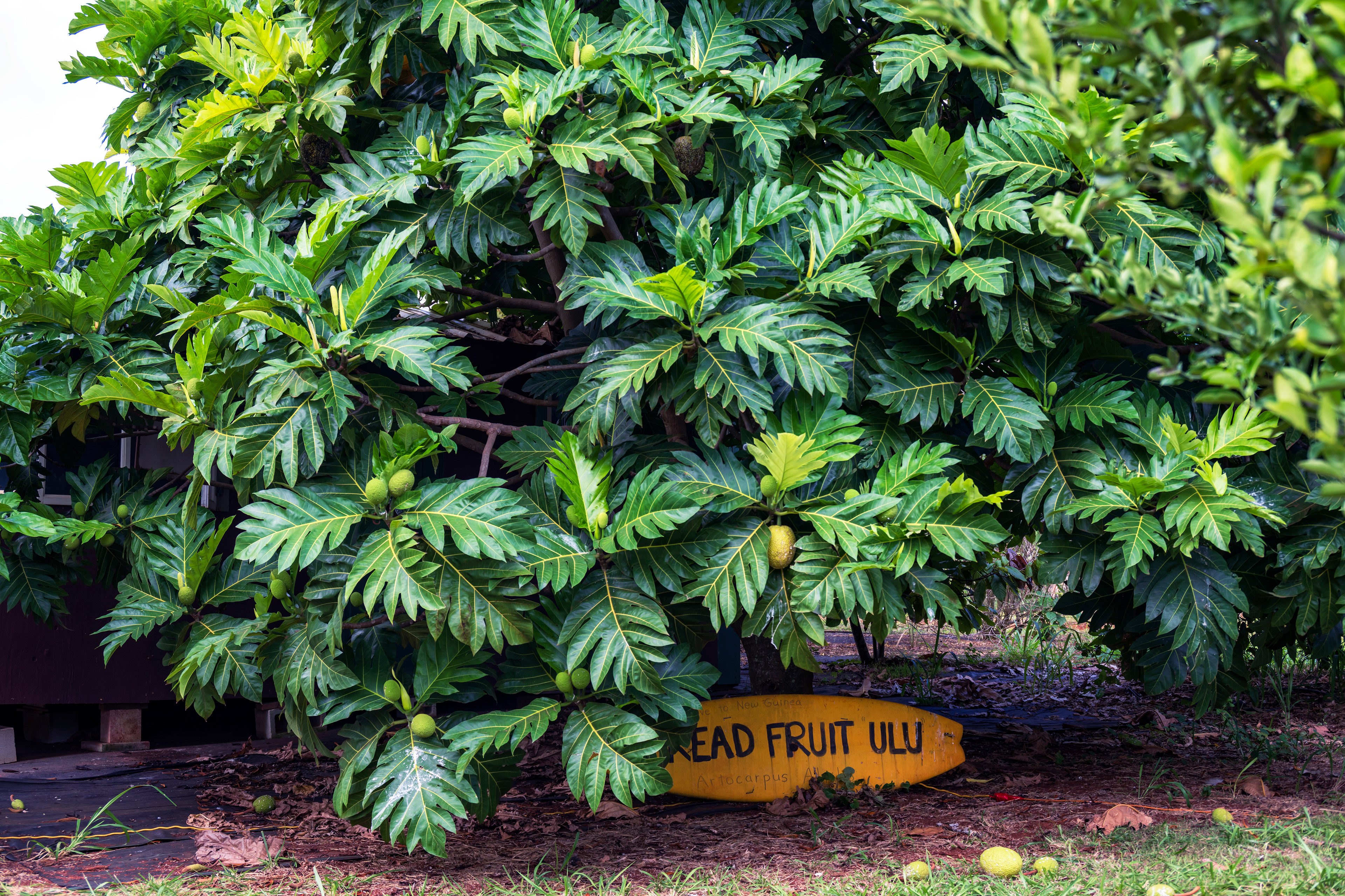 Breadfruit