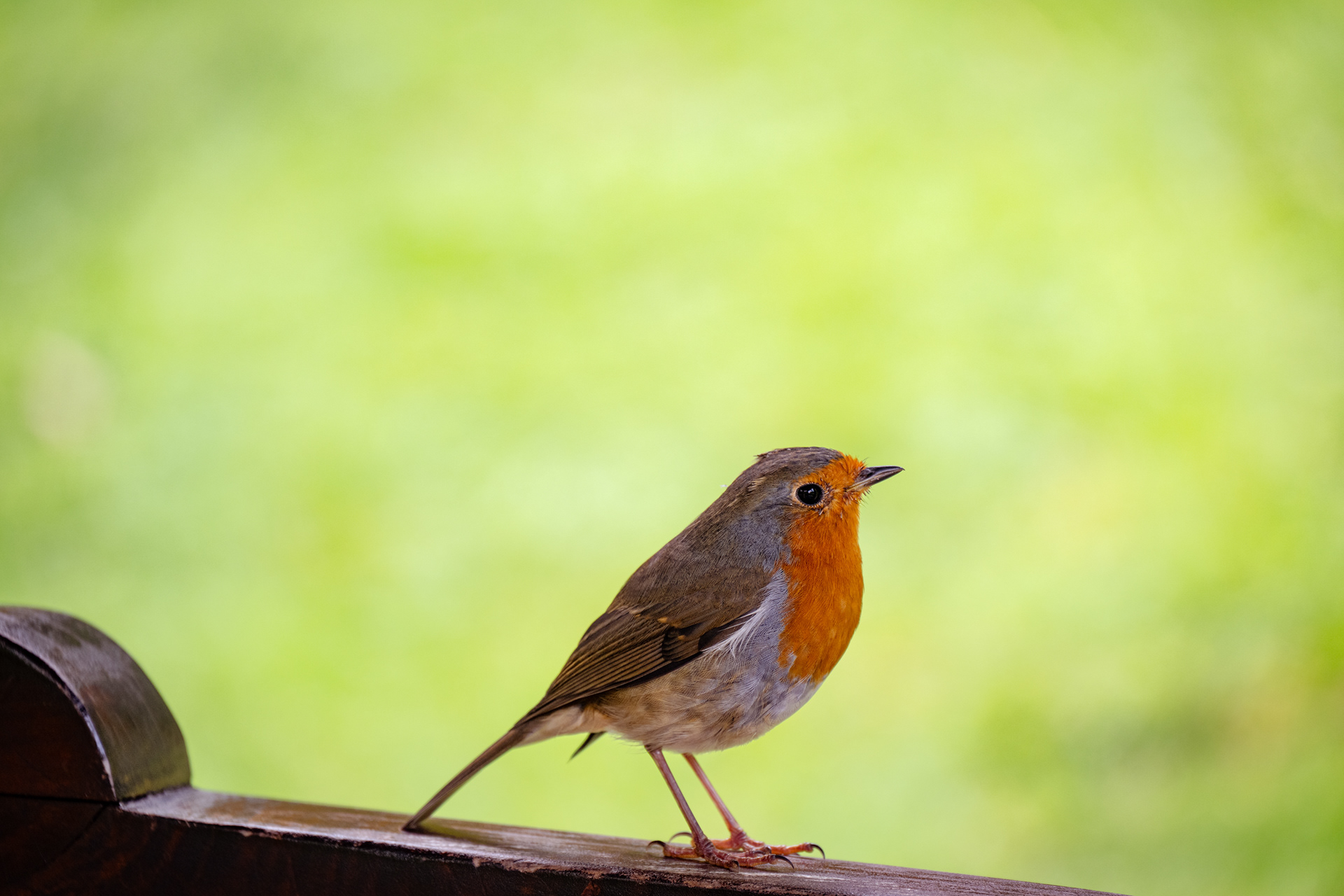 Powerscourt Estate, House & Gardens