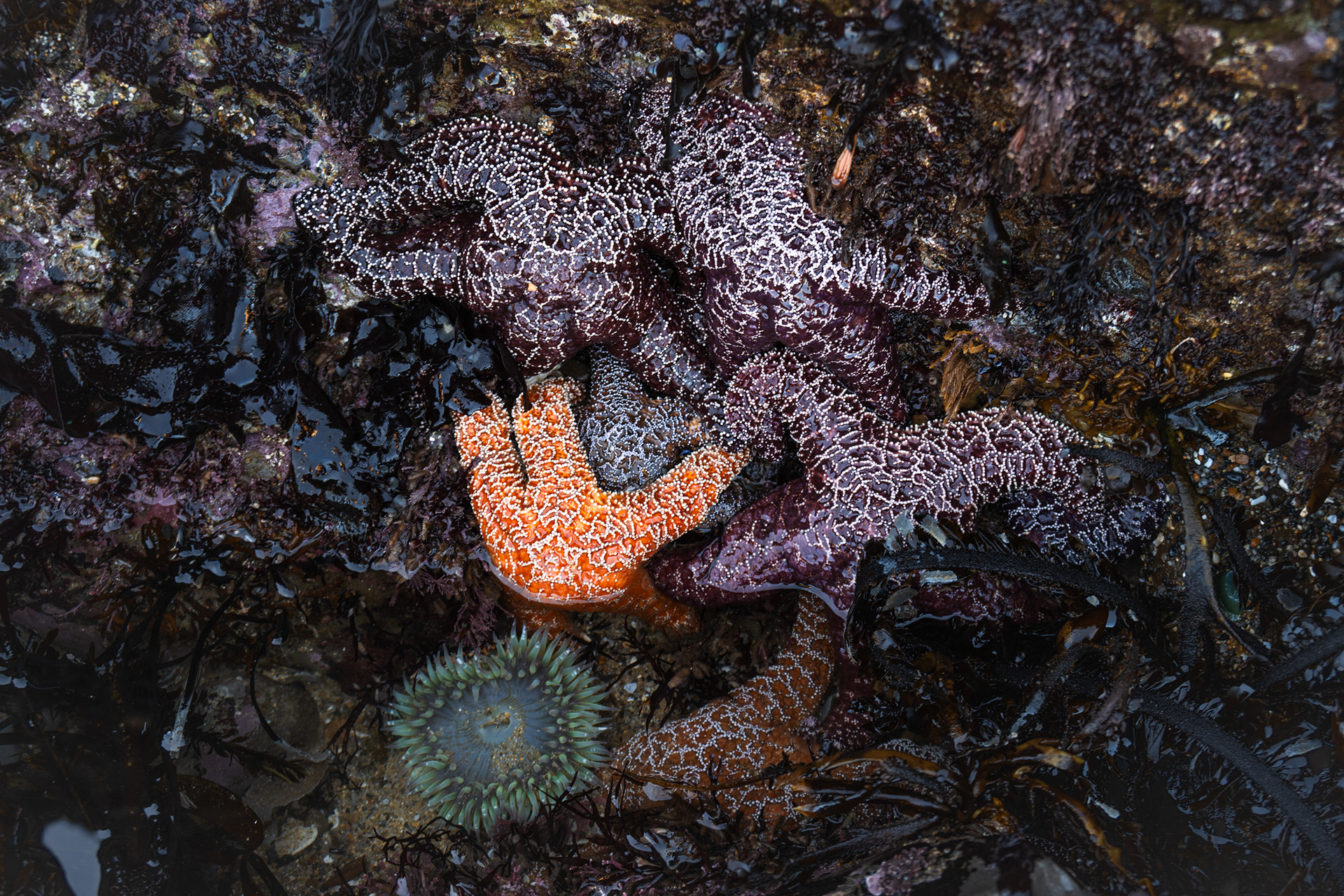 Sea Stars and Sea Anemone