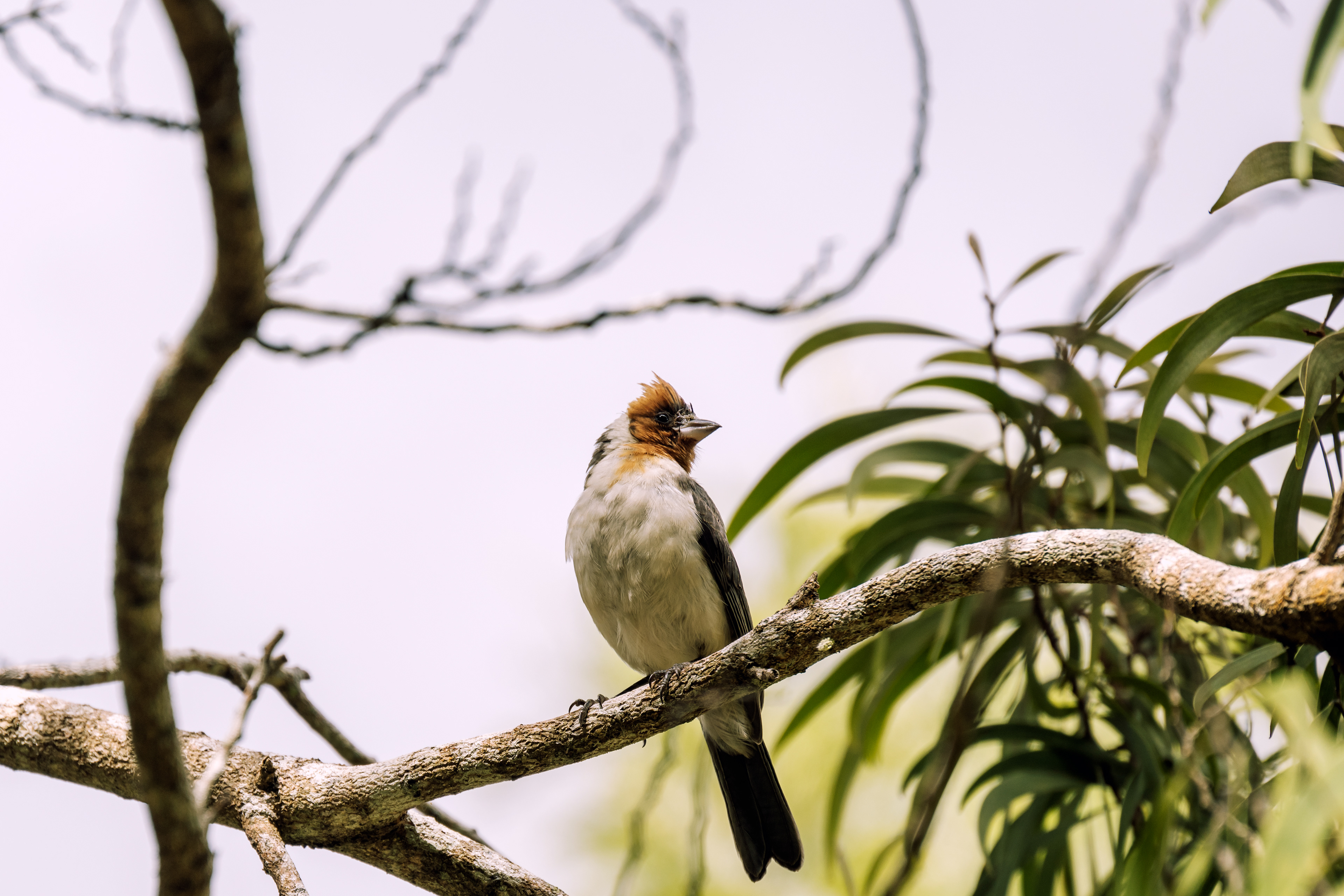 Red-crested Cardinal