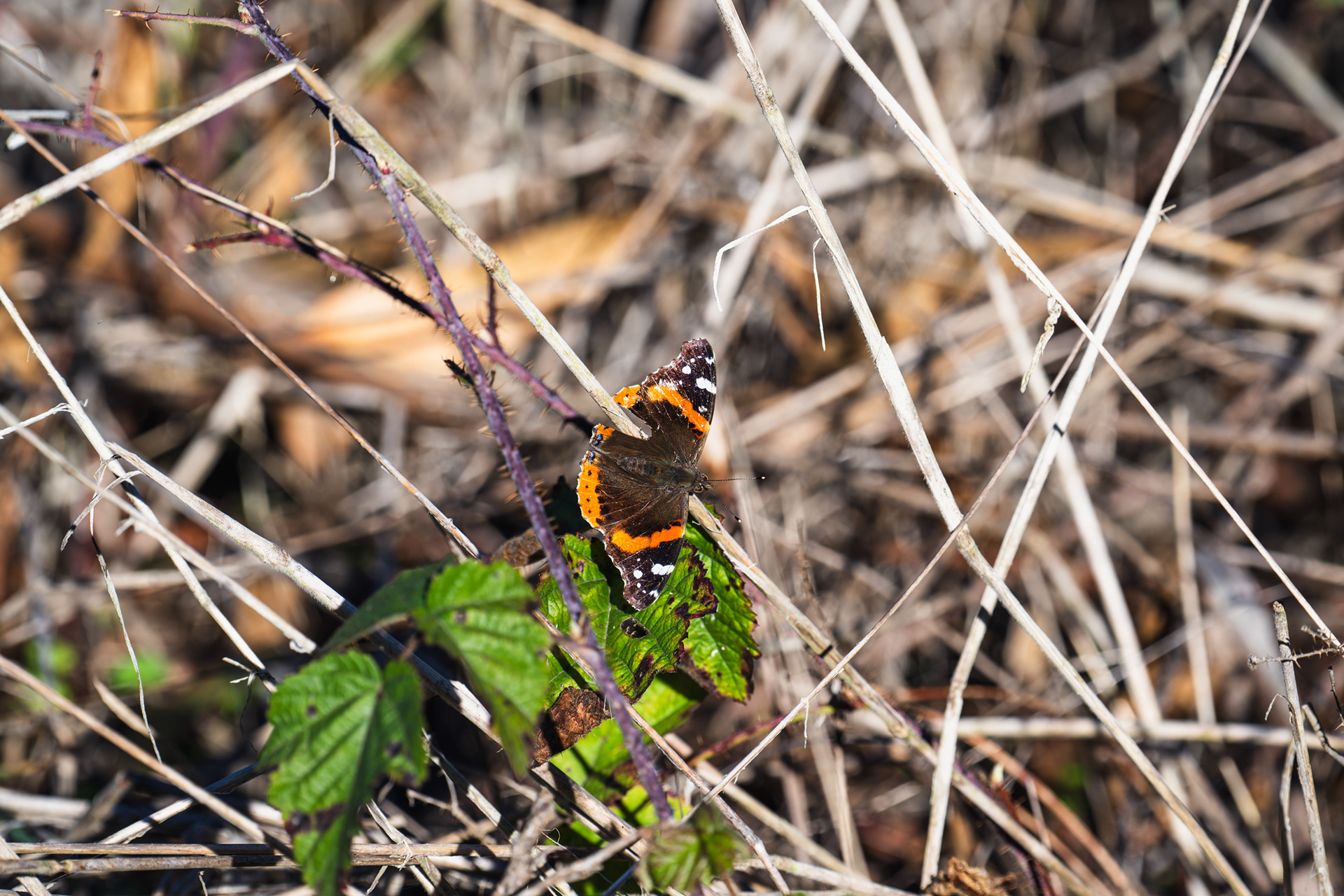 Red Admiral