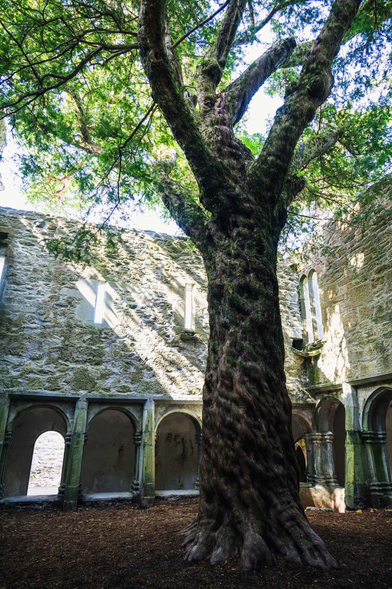 Muckross Abbey