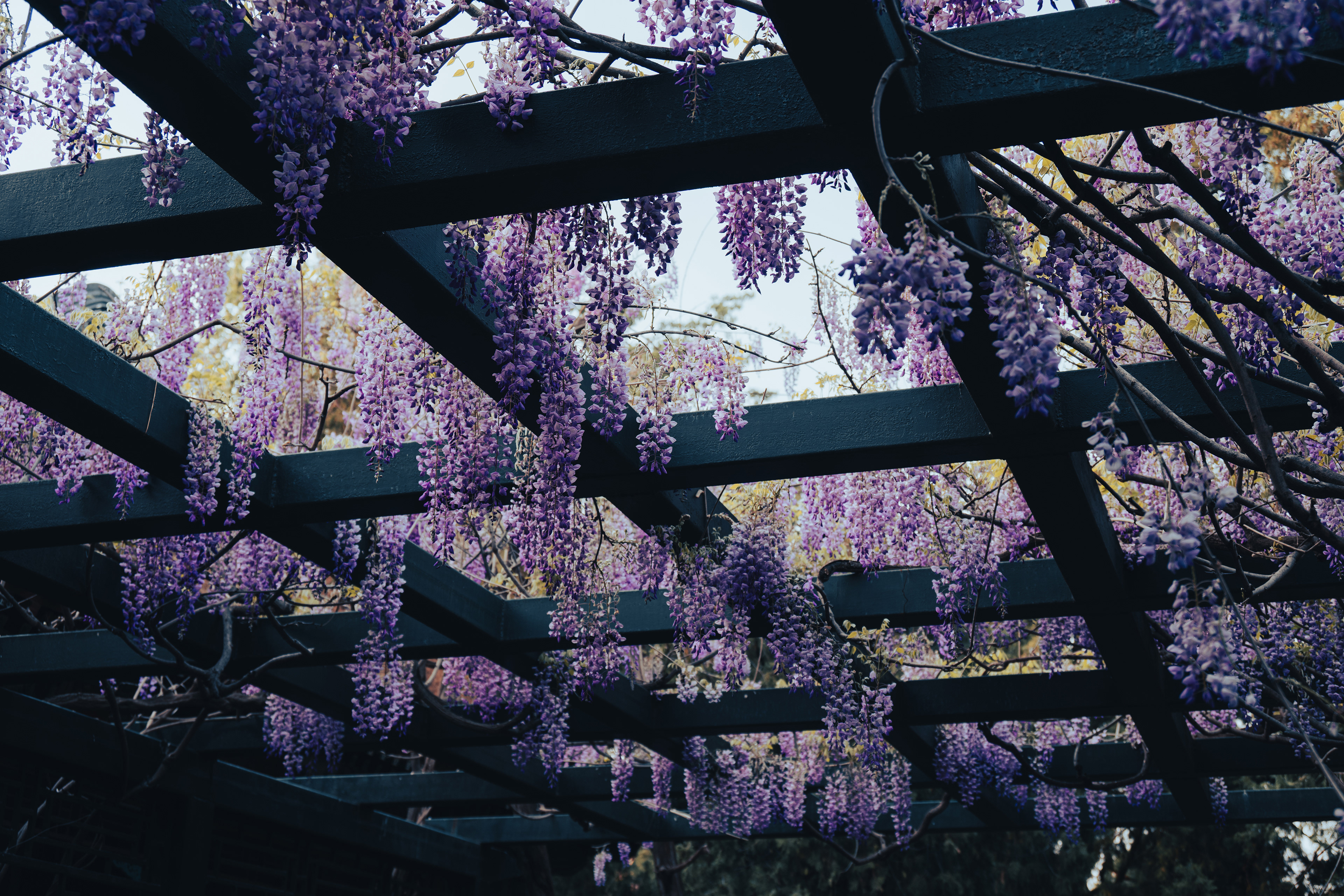紫藤花