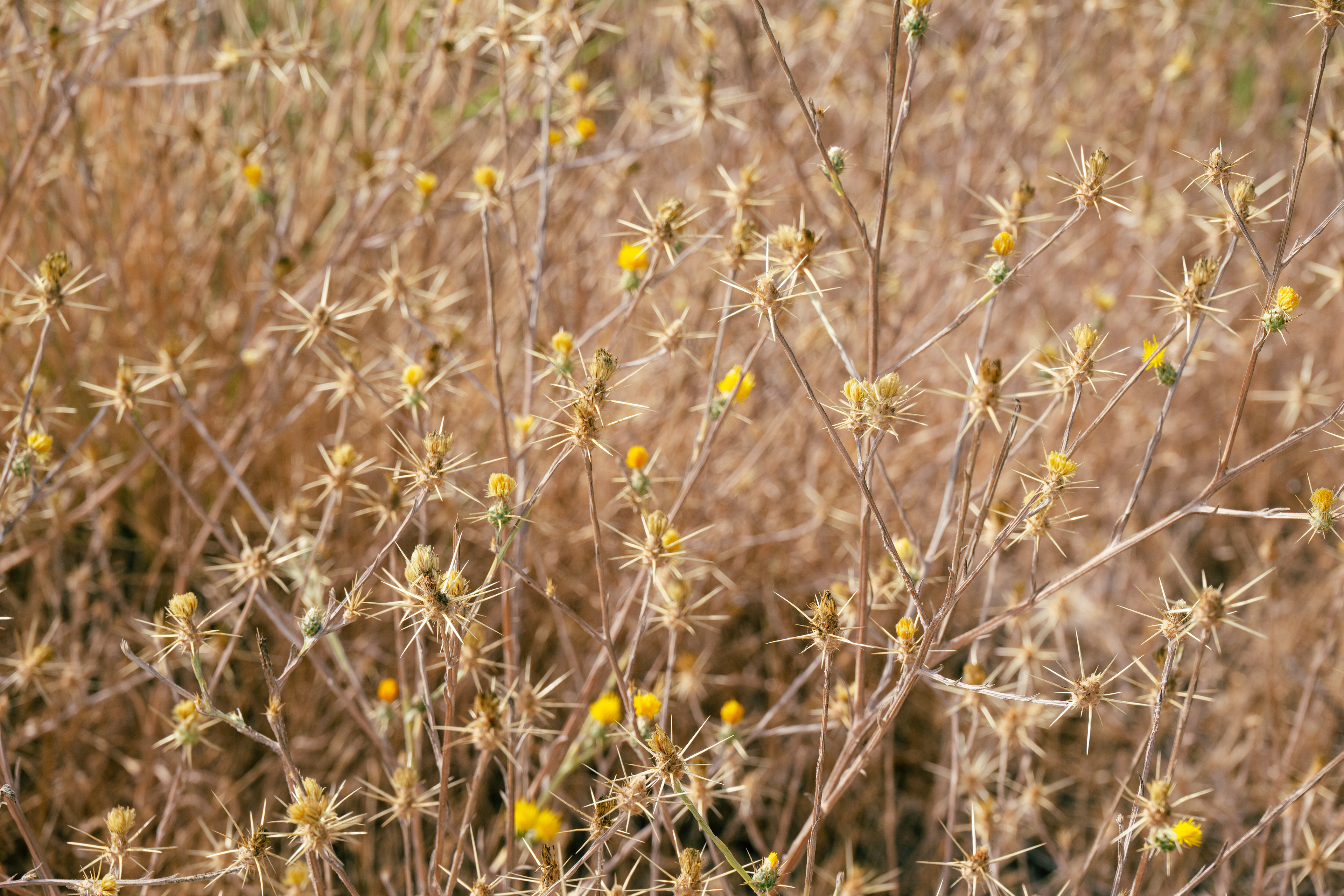 Yellow star thistle
