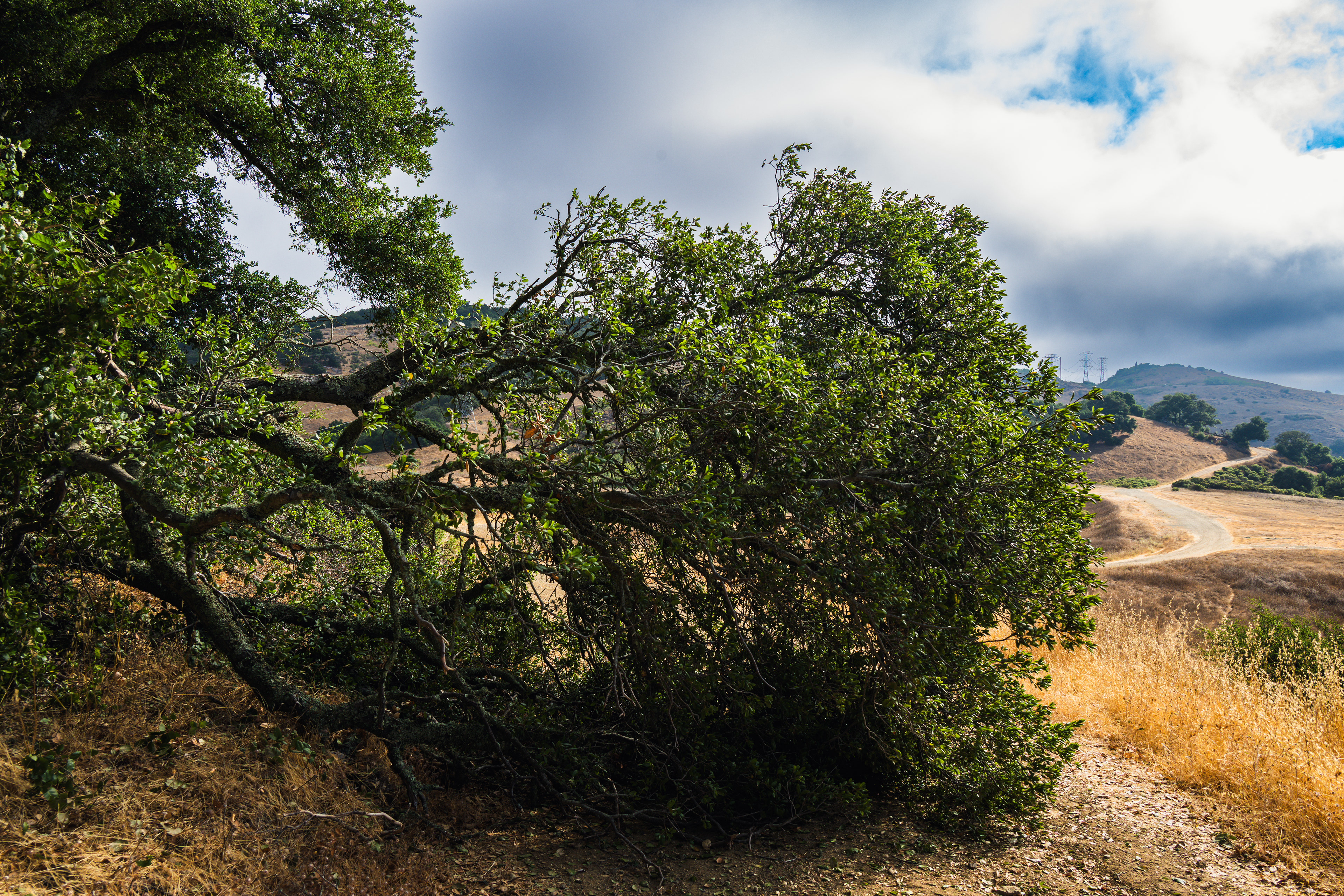 Fallen tree on the trail