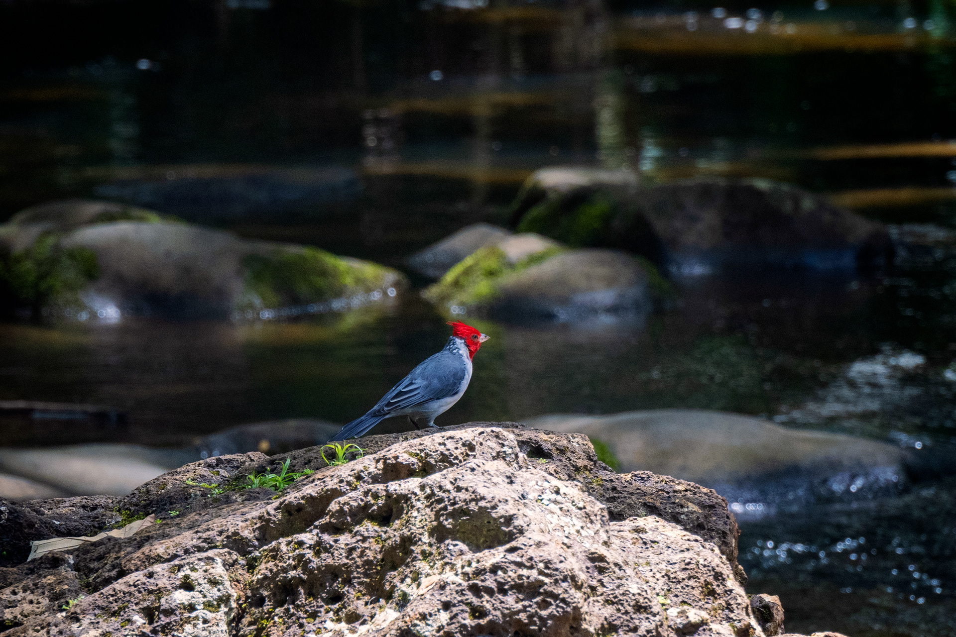 Red-crested Cardinal