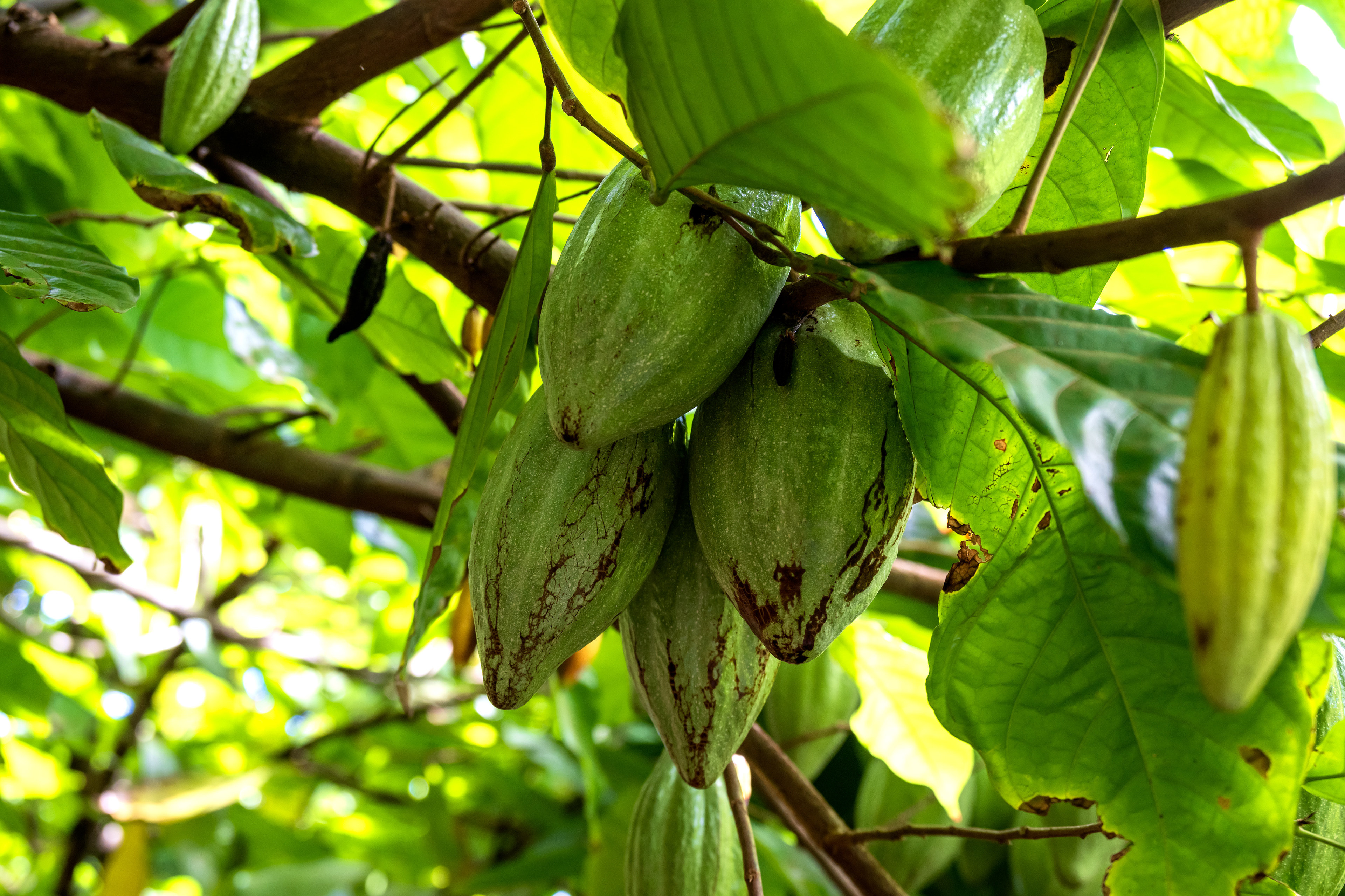 Cacao Fruit