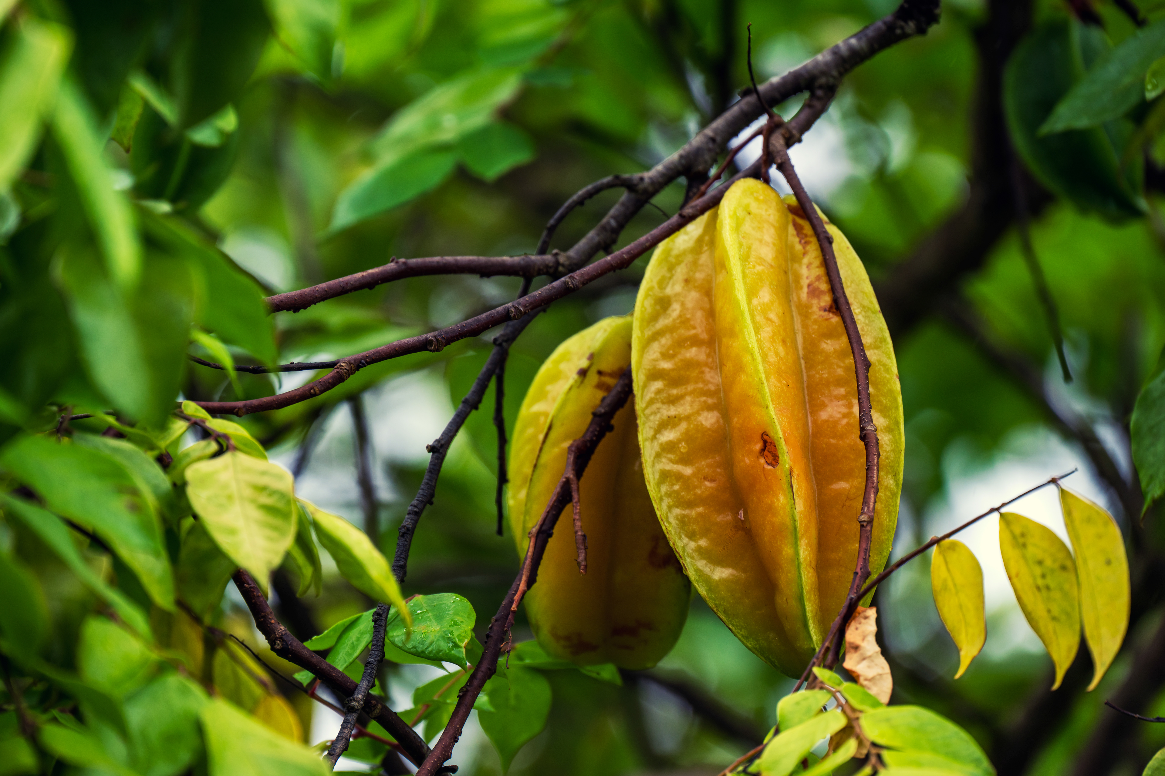 Star Fruit