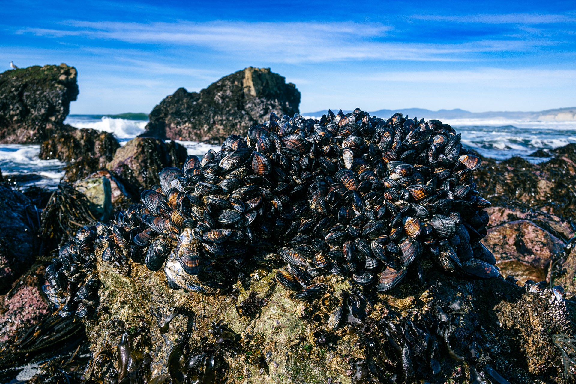 Mussel at Pescadero Beach