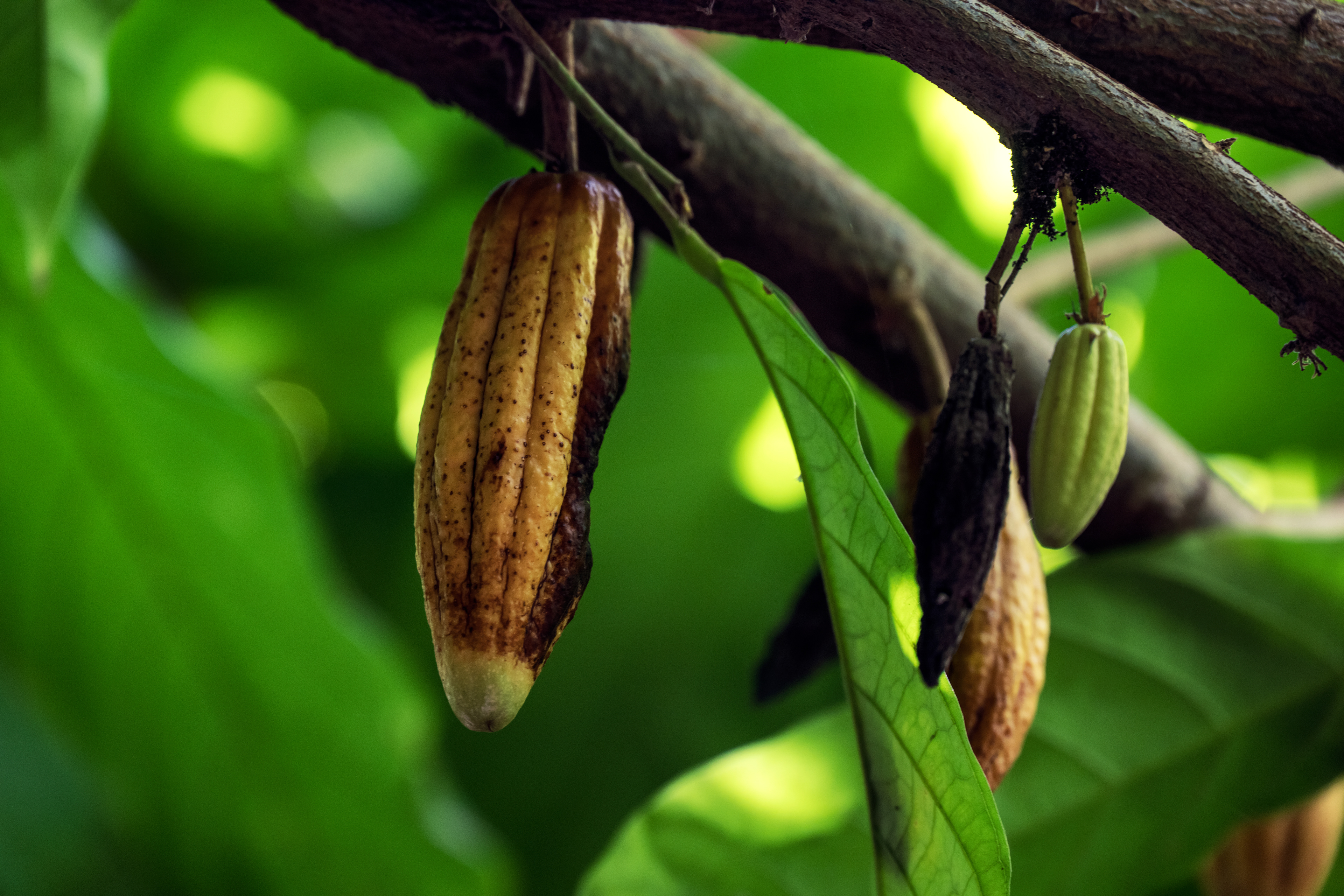 Little Cacao
