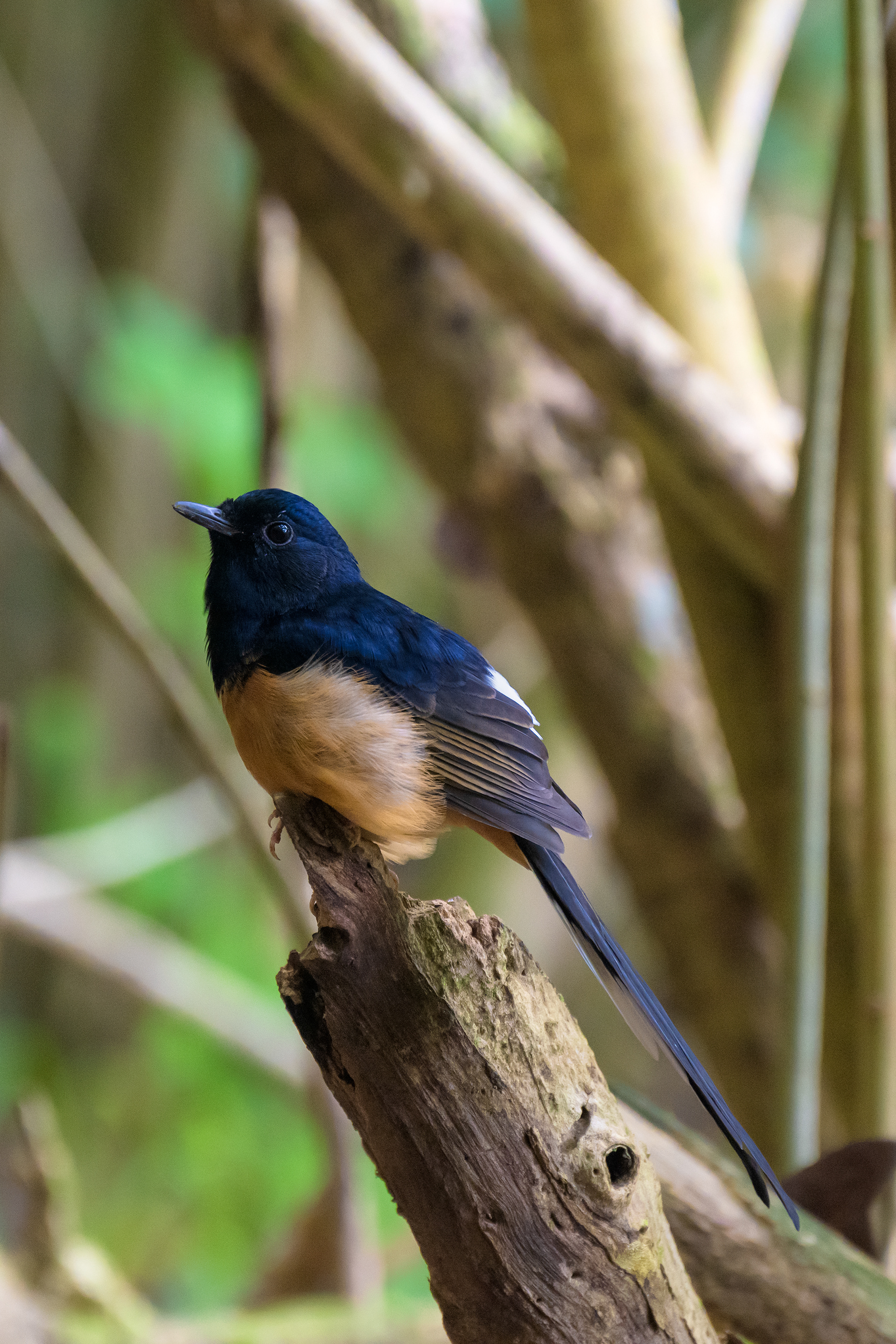Mangrove Blue Flycatcher