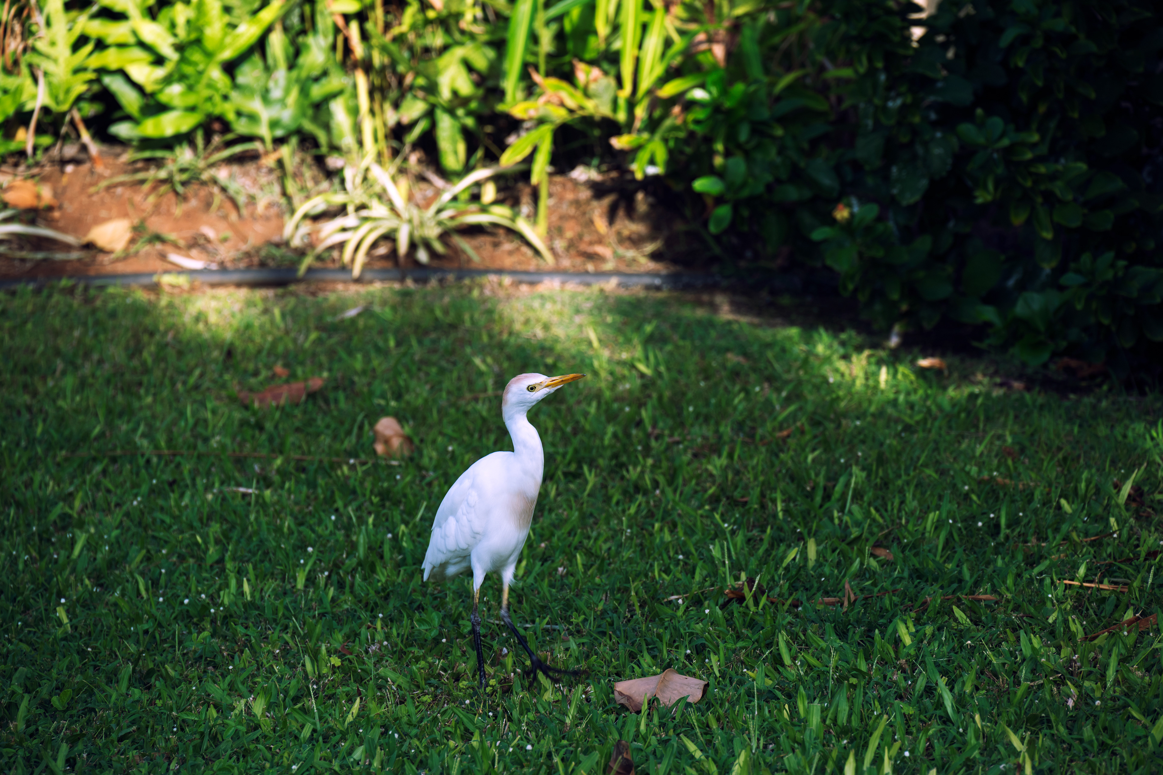 Cattle egret