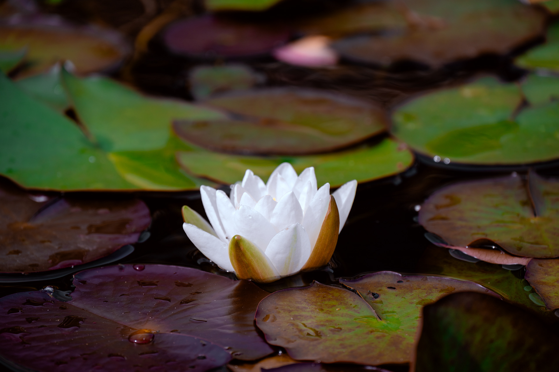 Powerscourt Estate, House & Gardens