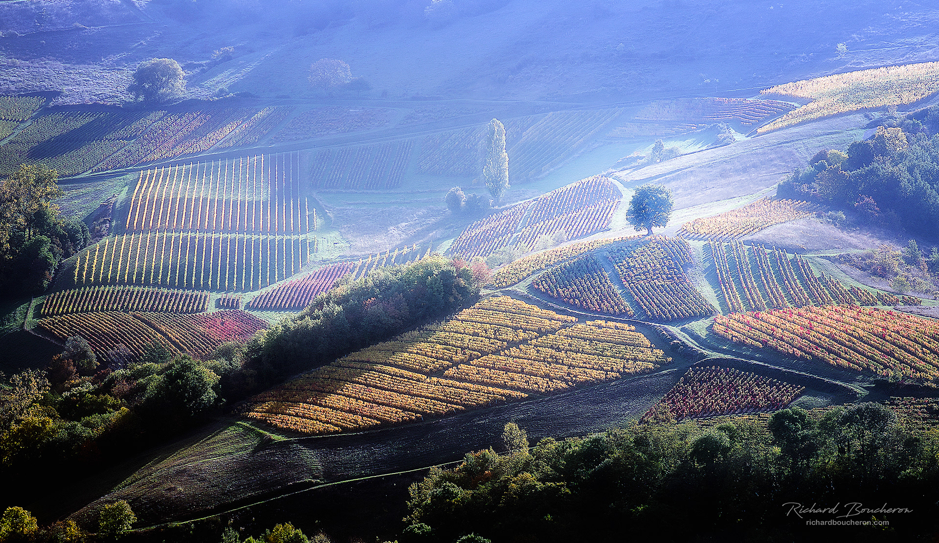 Vignes beaujolaises