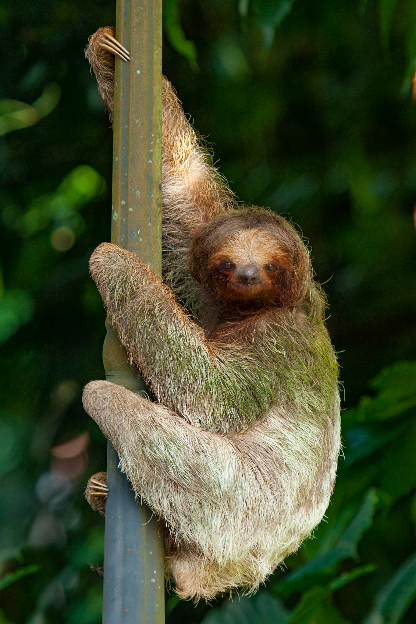 Who wants to be fast when you can be cute?   (Three-toed sloth in Costa Rica. There two different species of sloths:  two and three toed sloths. All the Sloths have three toes but only Three-toed have three fingers... :) )