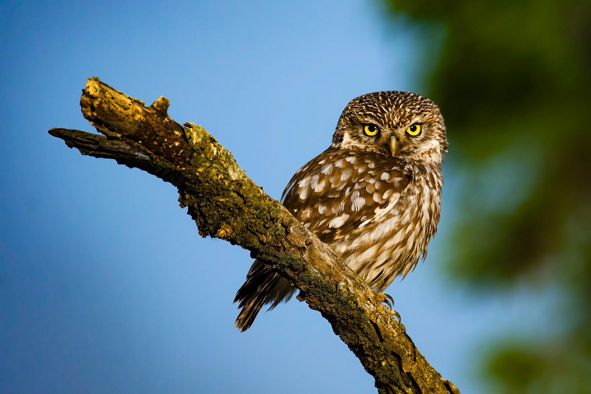 Little Owl (Athene noctua)