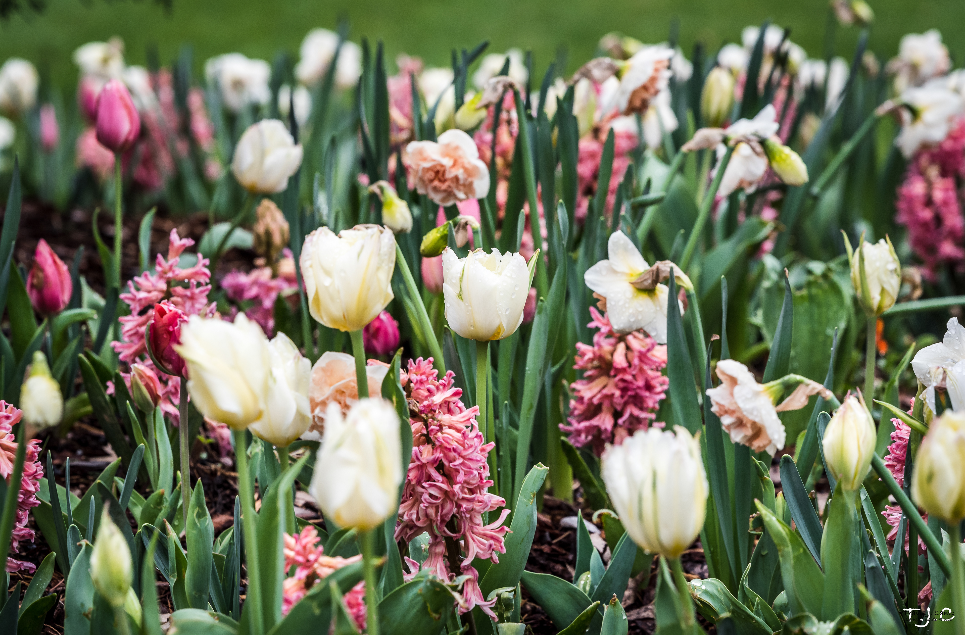 Cheekwood Tulips