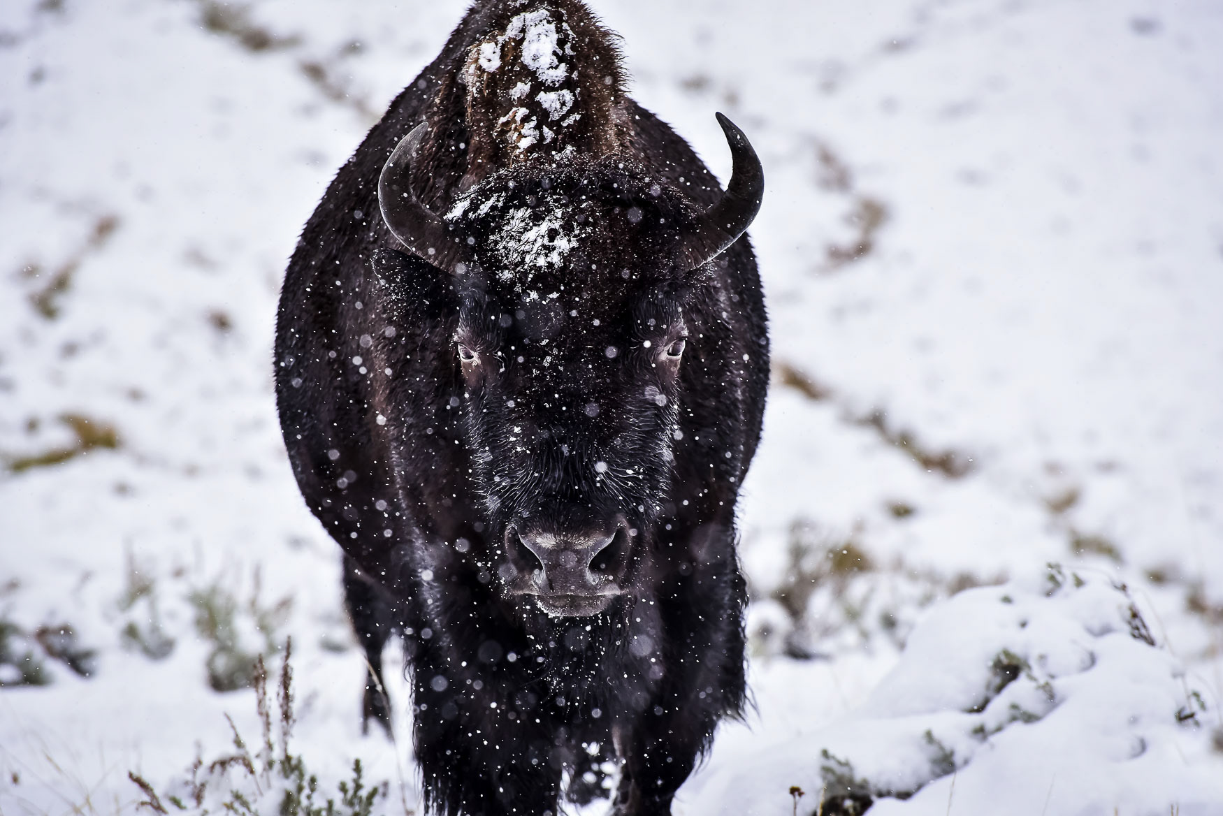 43. An American Bison, Yellowstone National Park - Wyoming