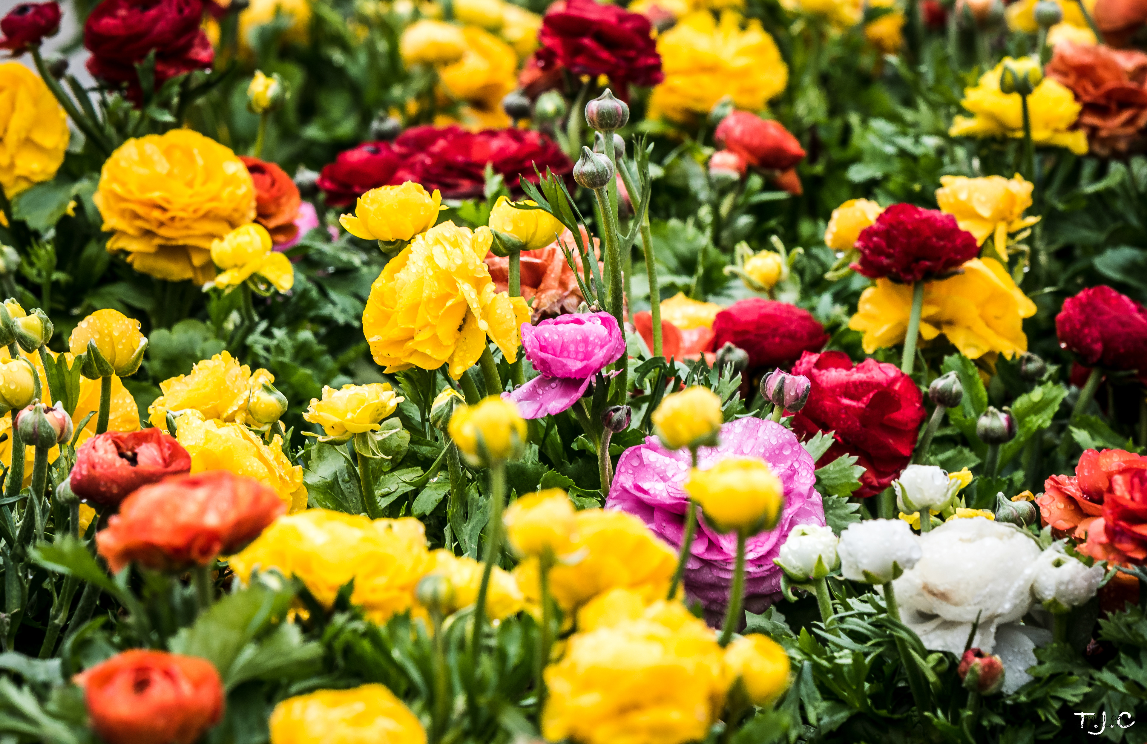 Cheekwood Tulips