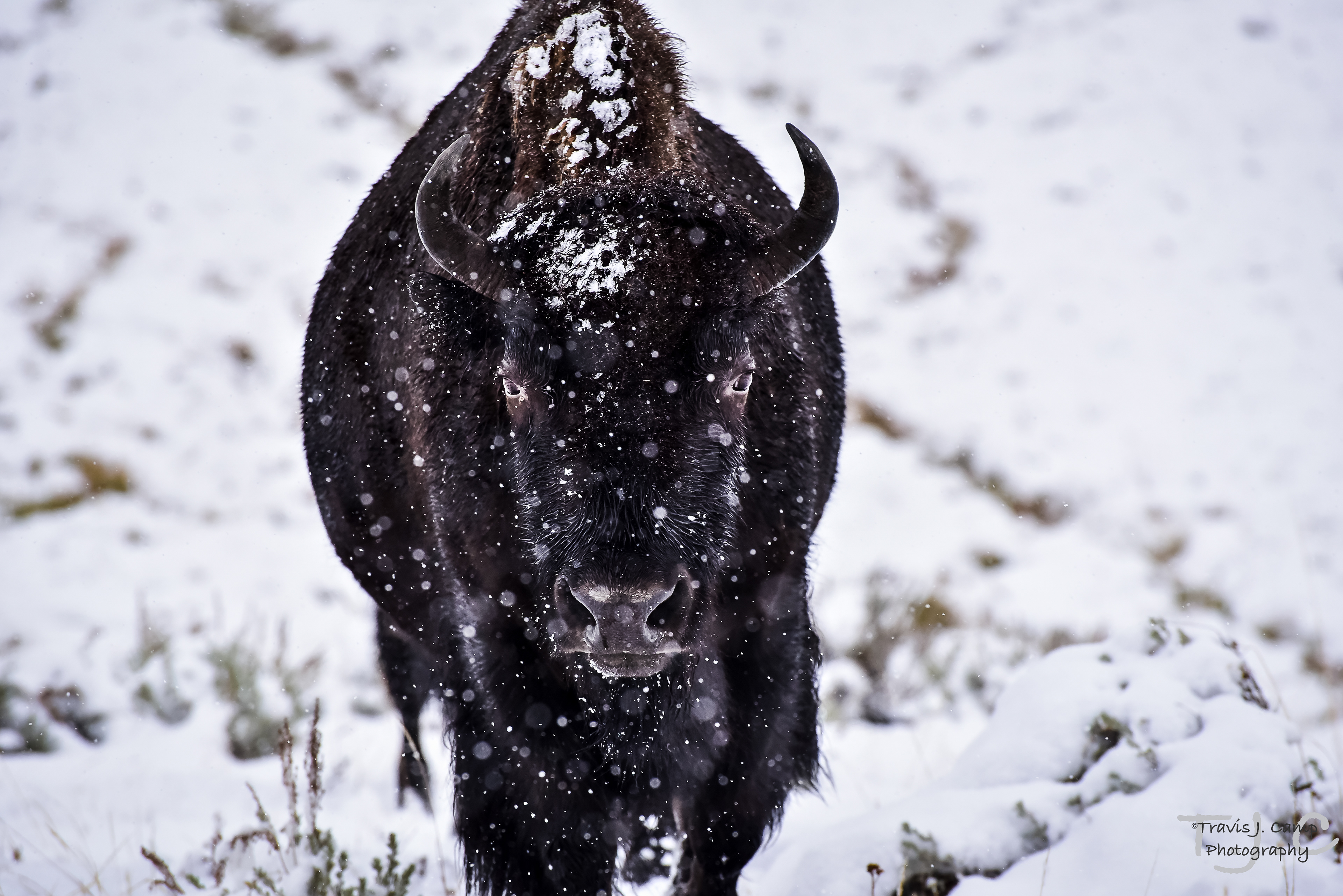 American Bison - Hayden Valley, Yellowstone National Park