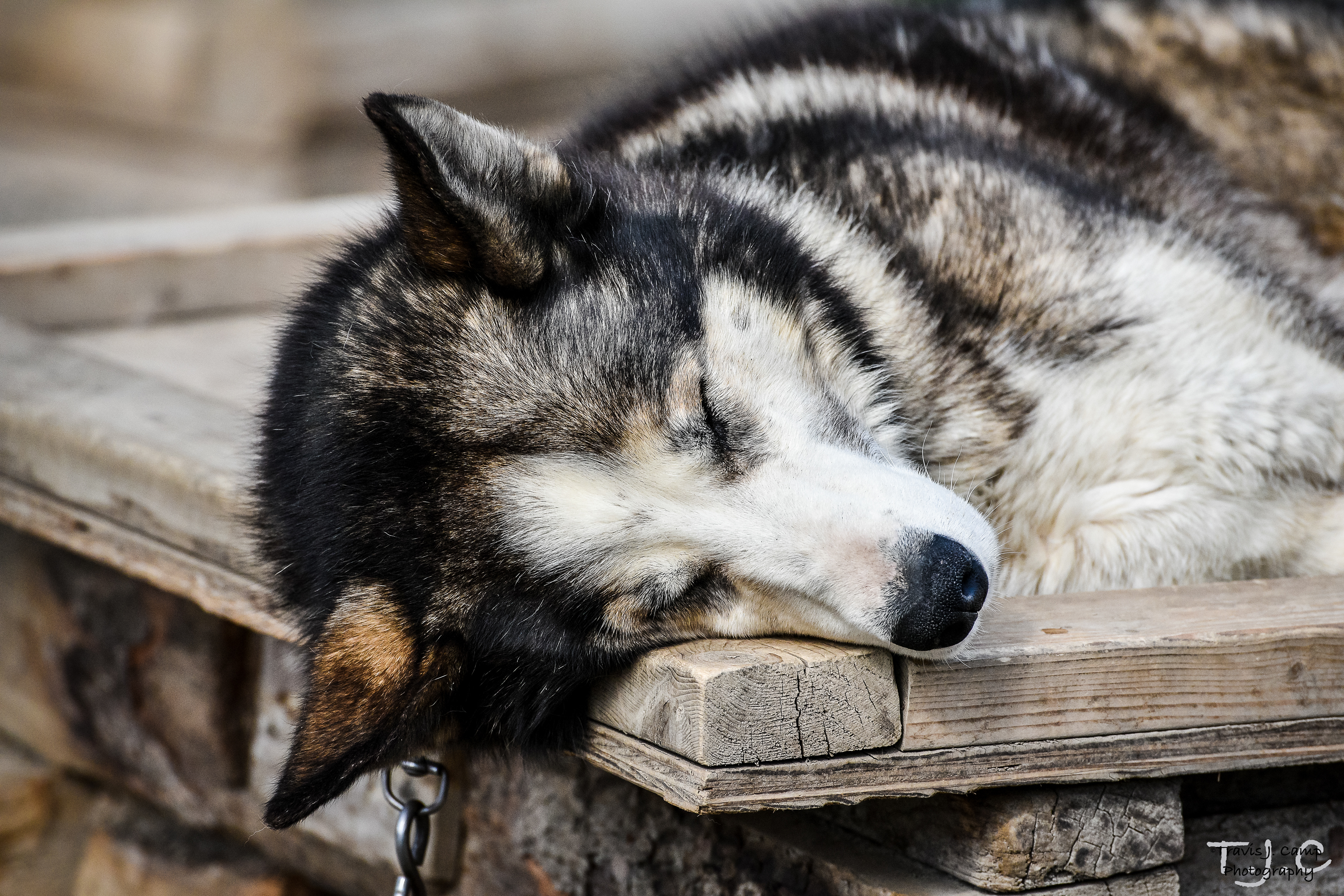 A Denali National Park Sled DOg
