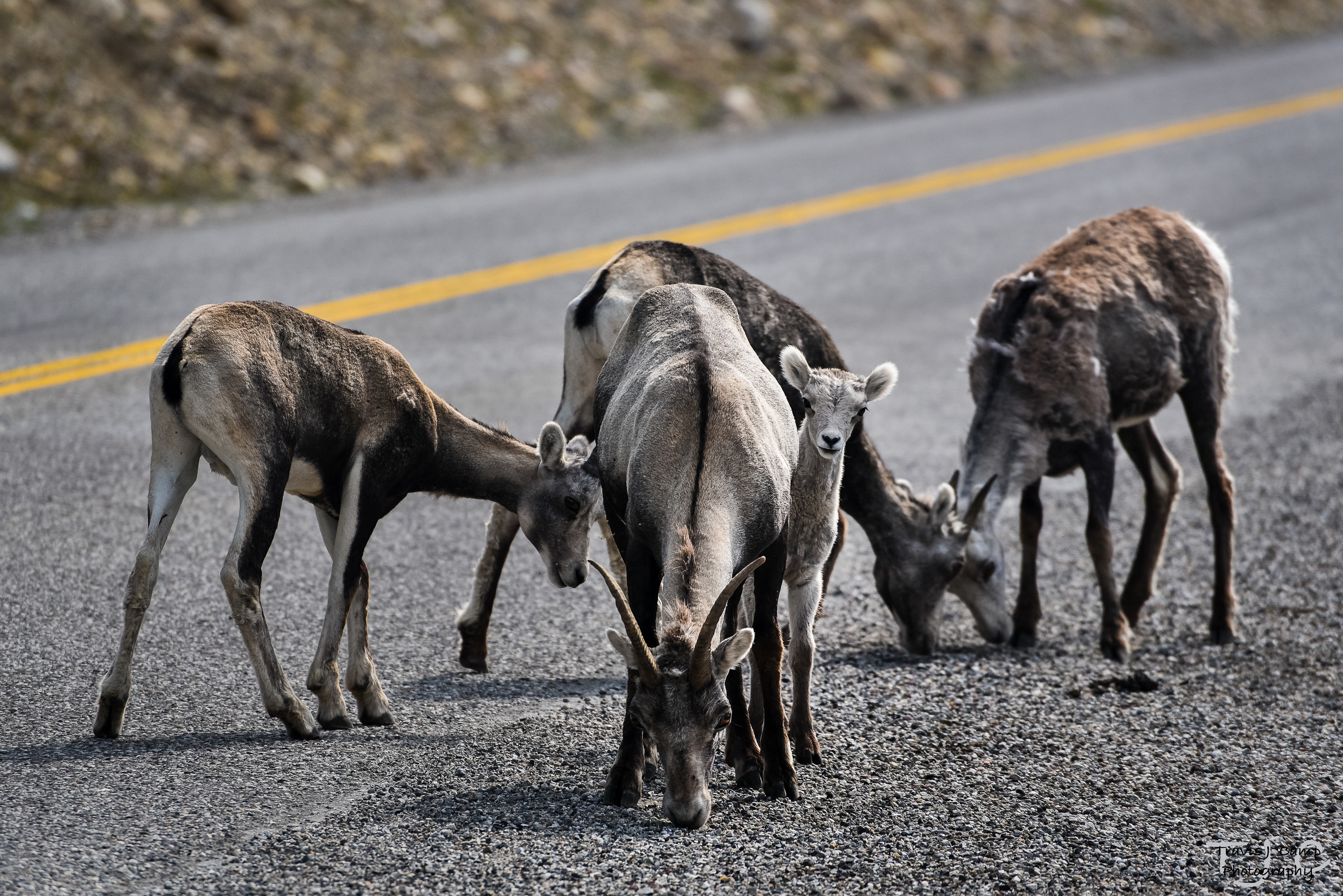 Driving along Alaska Hwy 1