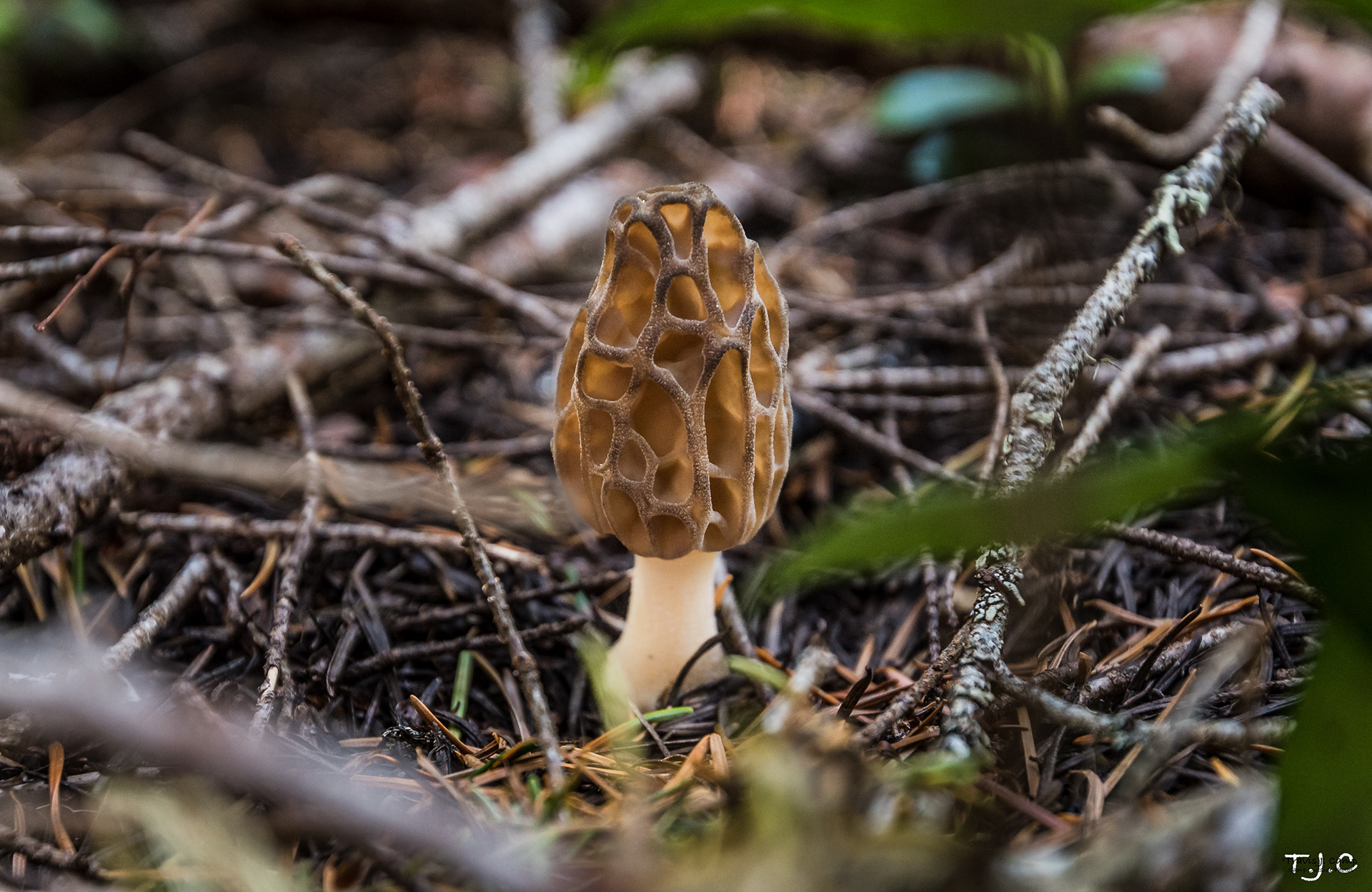 Morel Mushroom, Washington State Goat Rocks