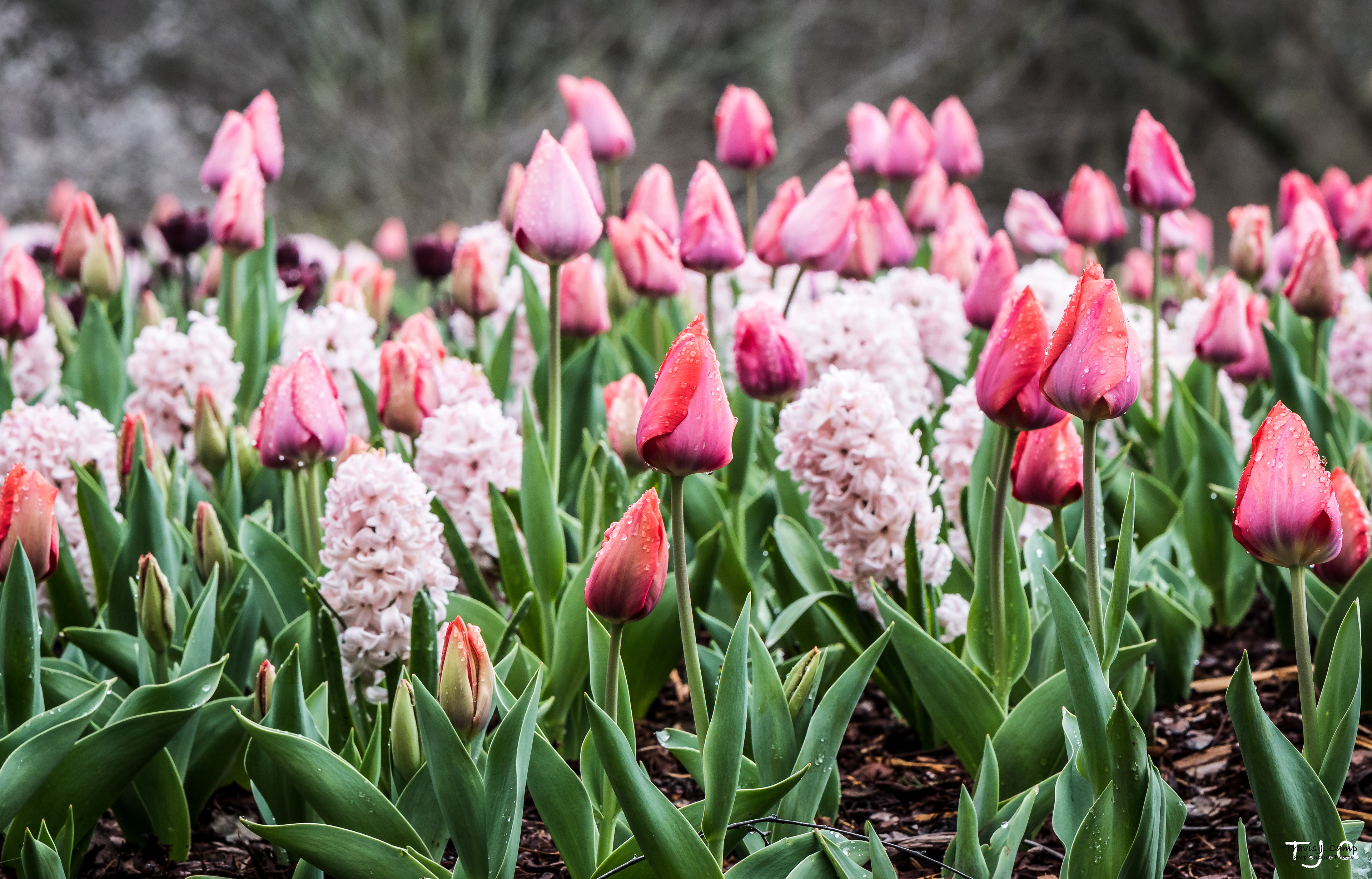 Cheekwood Tulips