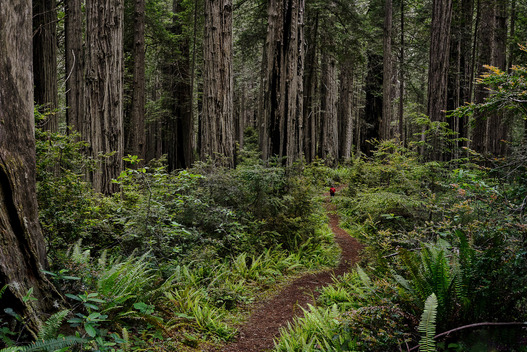 6. Redwoods State and National Park