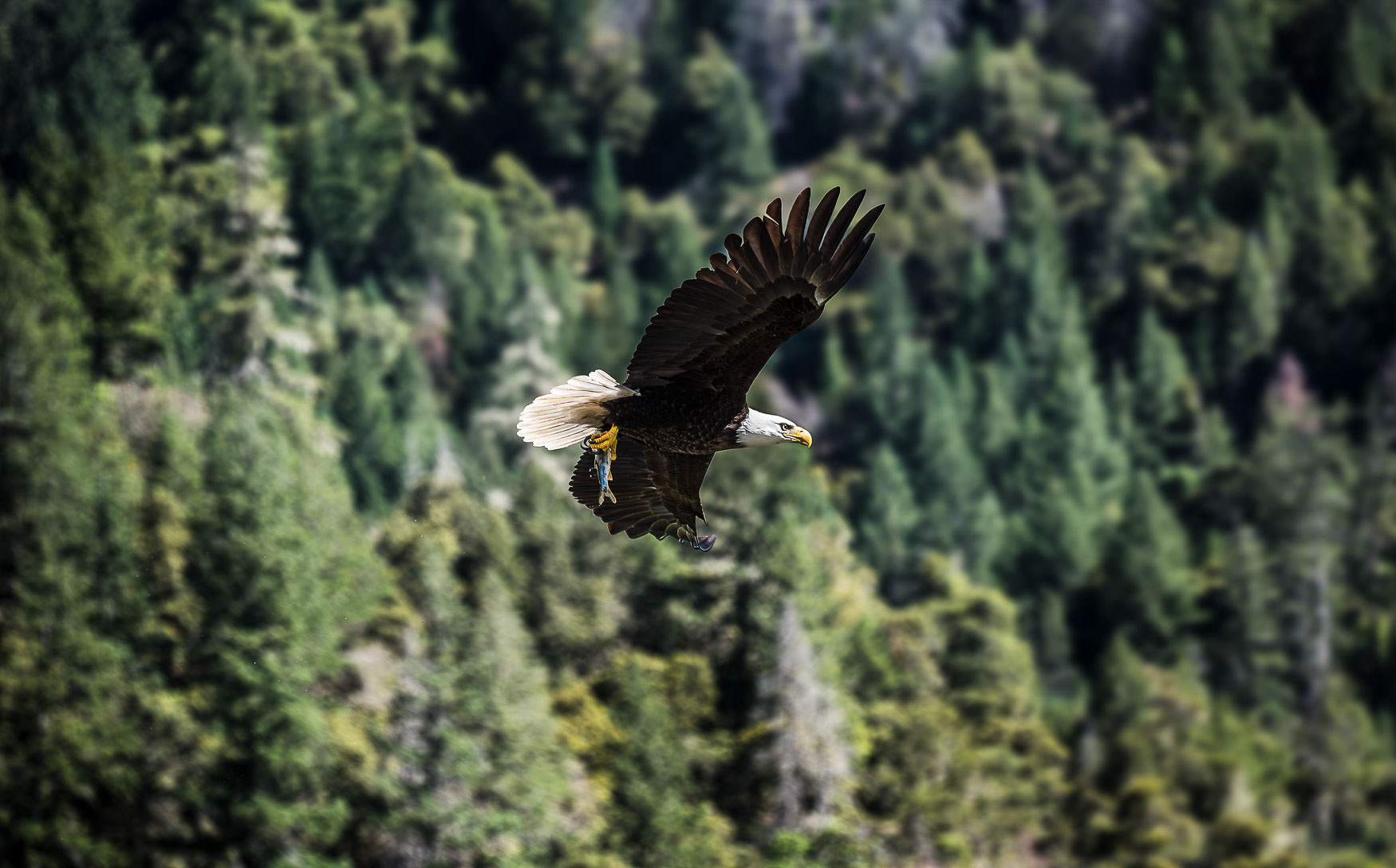38. The Wild and Scenic Rogue River - Bald Eagle