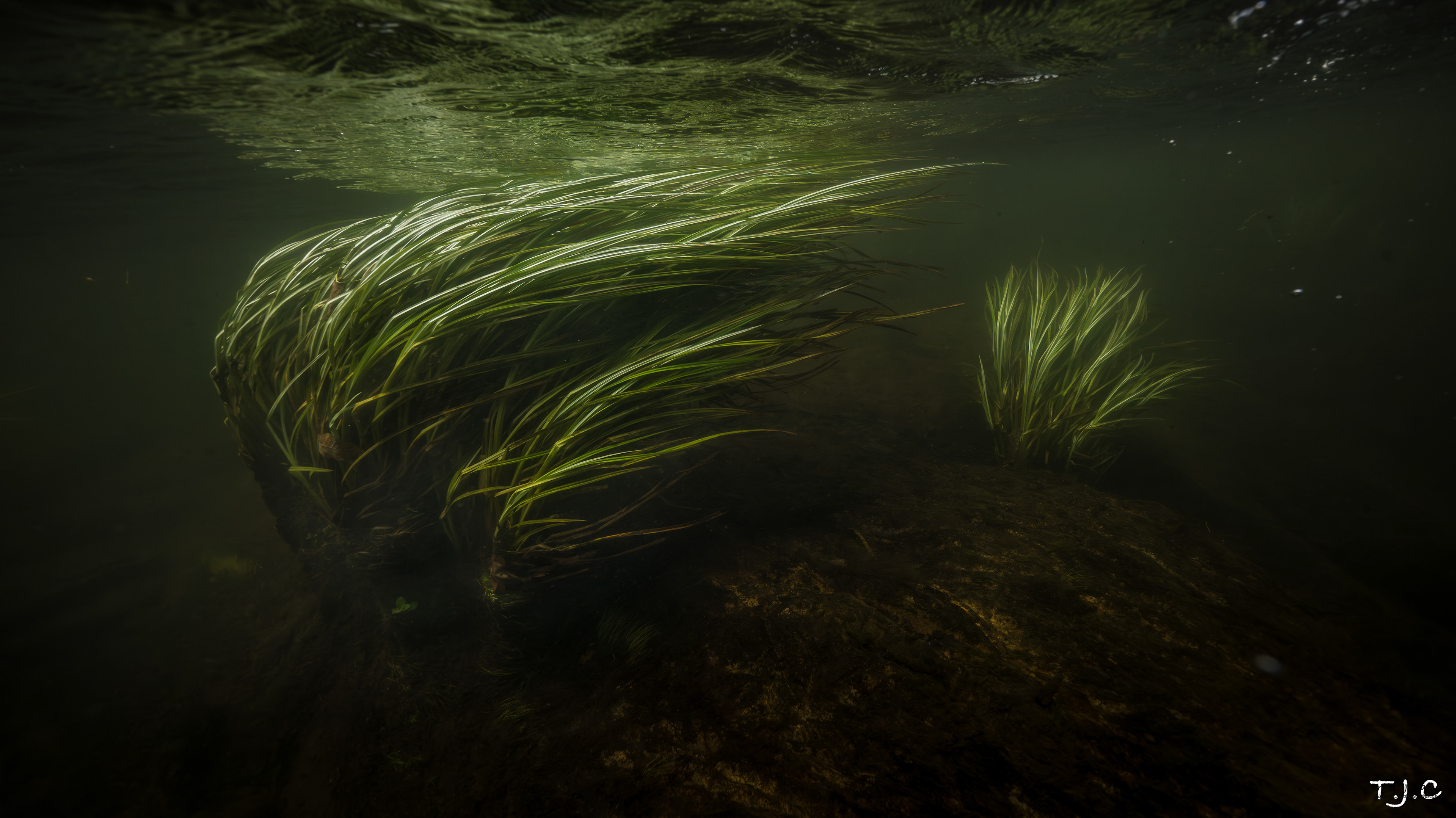 Vallisneria Americana