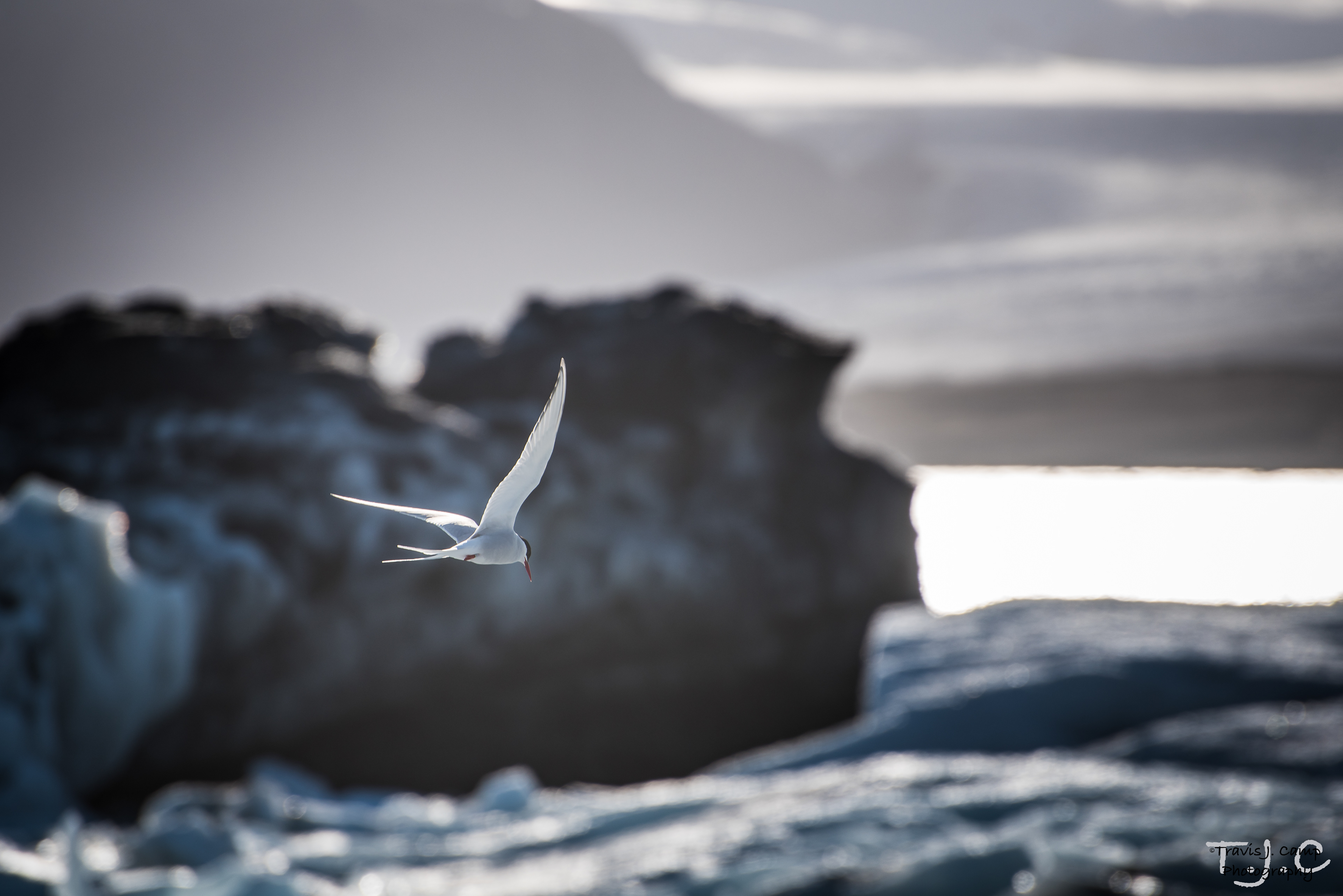 Arctic Tern - Jokulsarlon Glacial Lagoon, Iceland