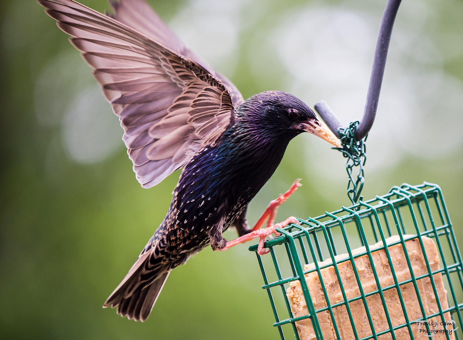 European Starling