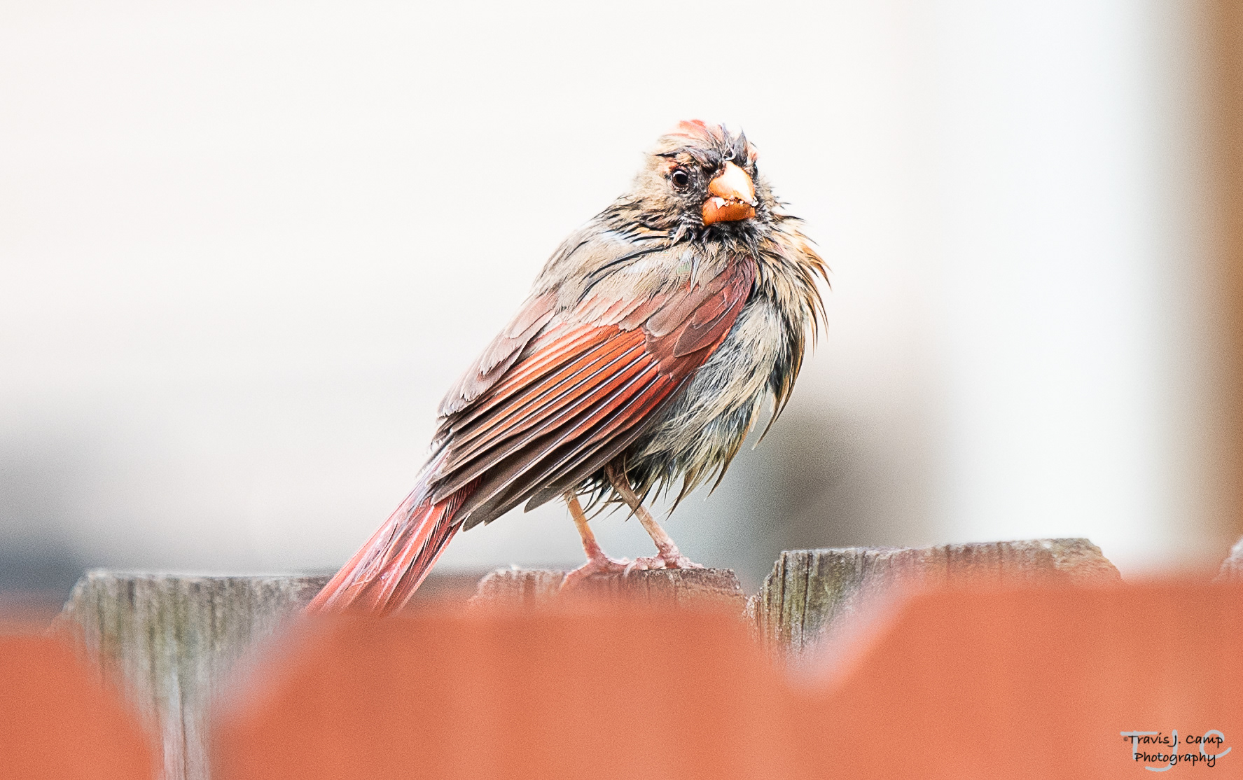 Cardinal Mid Winter