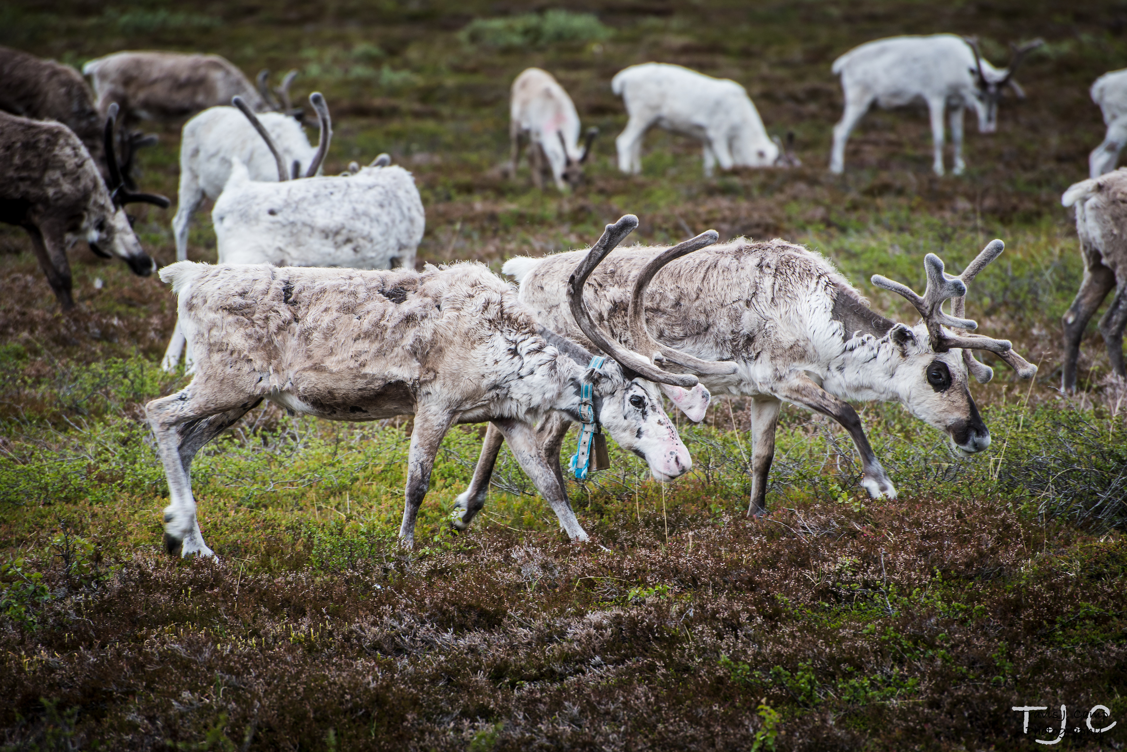 Sámi, Norwegian Lapland - Near Nordkapp