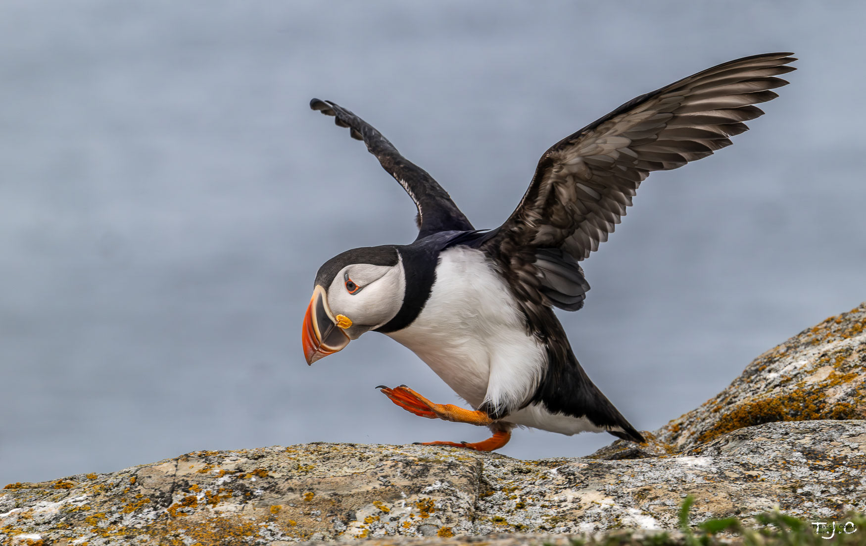 48. Atlantic Puffin - Wings Spread
