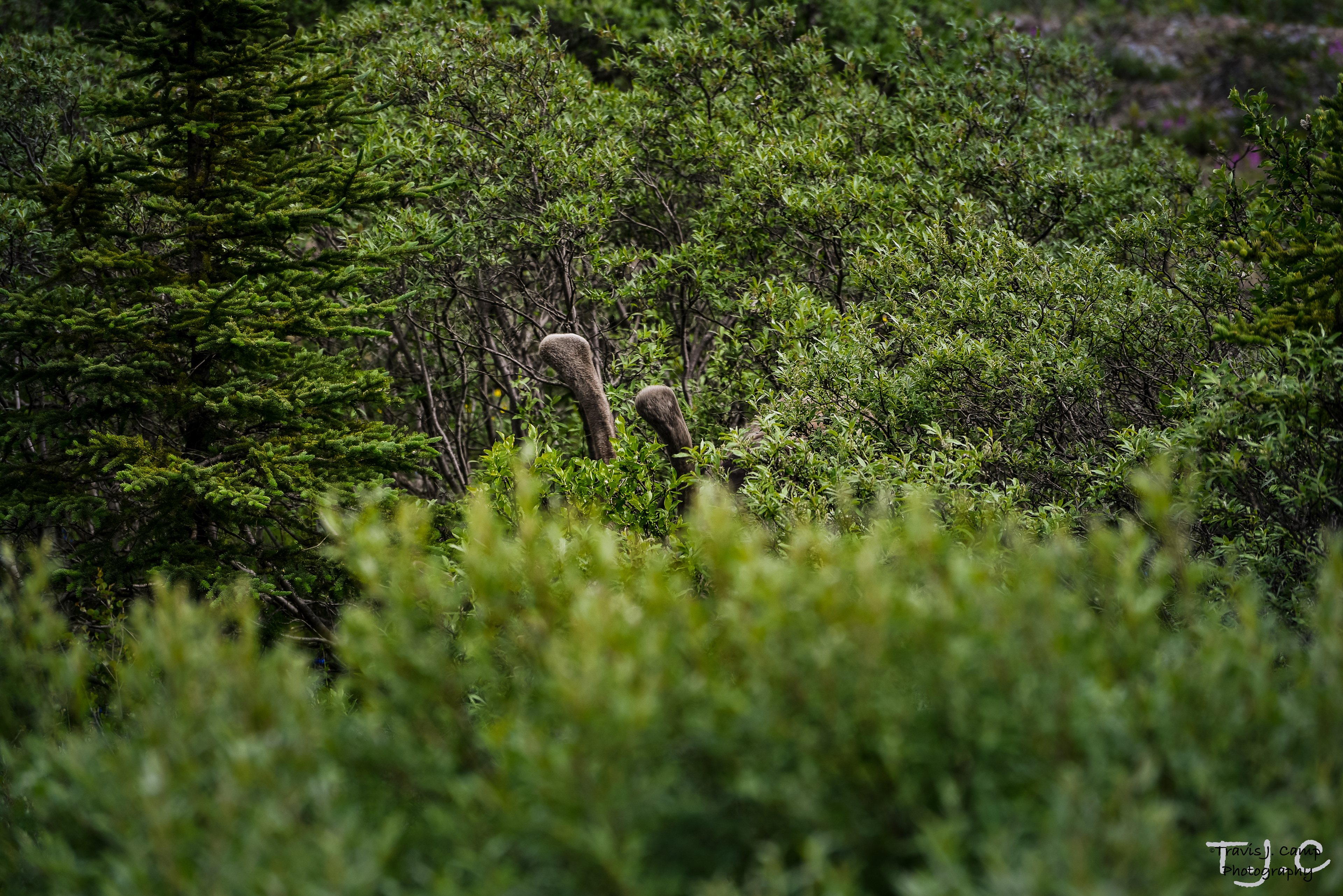 Caribou - Denali National Park