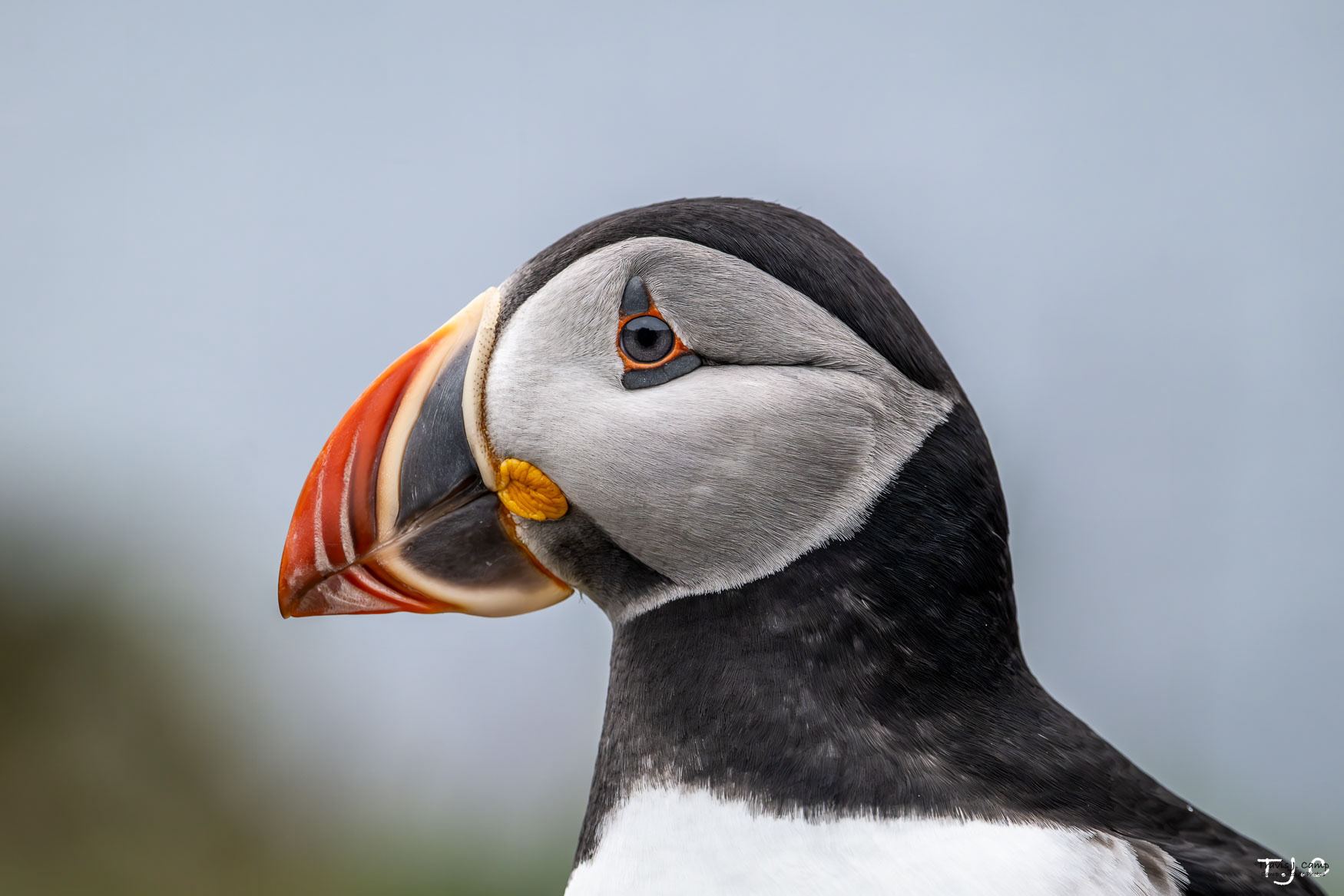 52. Atlantic Puffin - A Portrait 