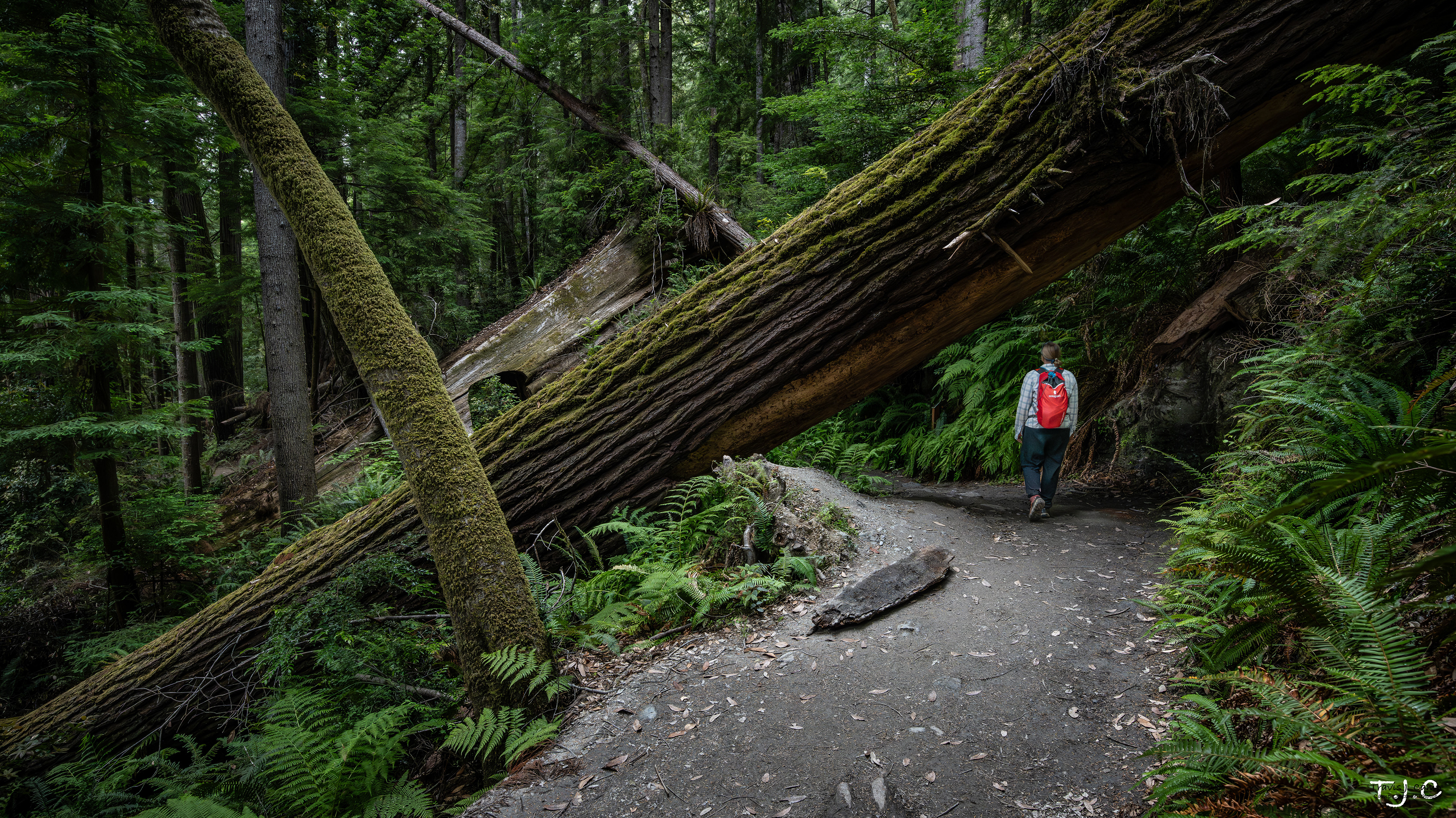 Redwood National Park - Tall Trees Trail, California