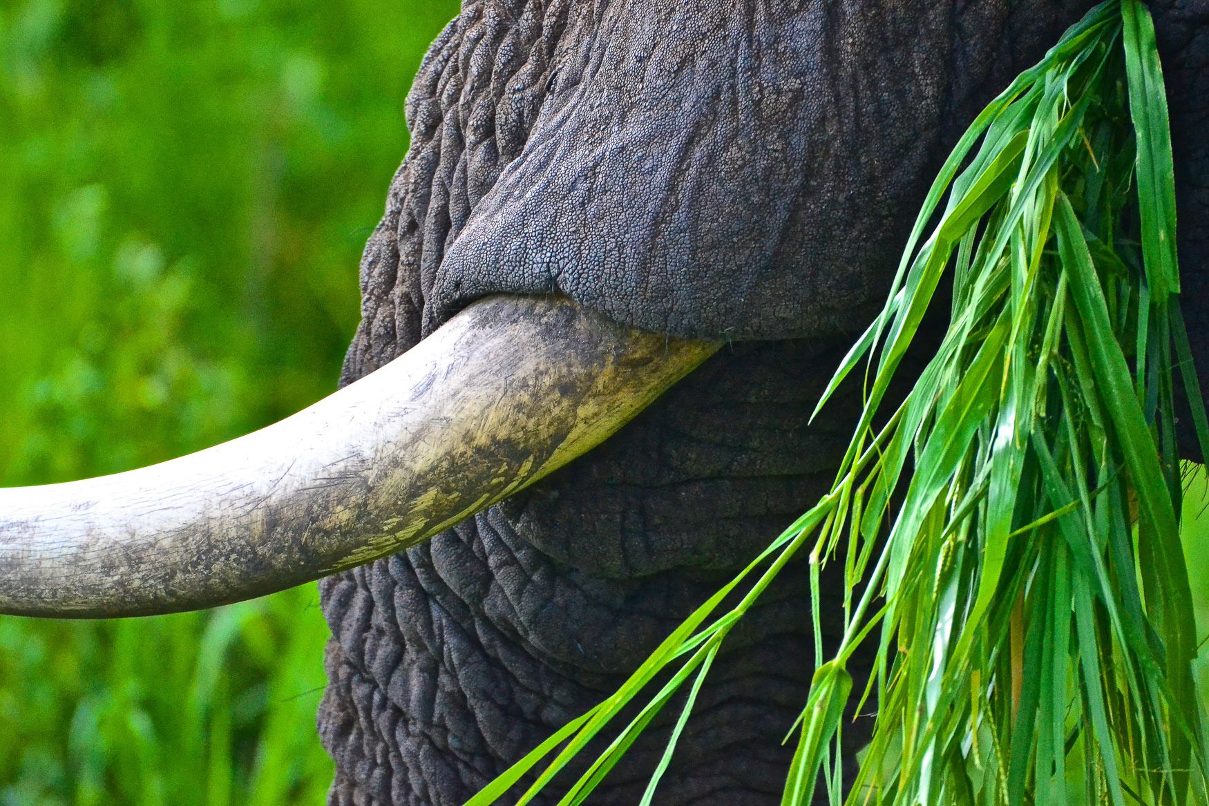 5. African Elephant - Tarangire National Park