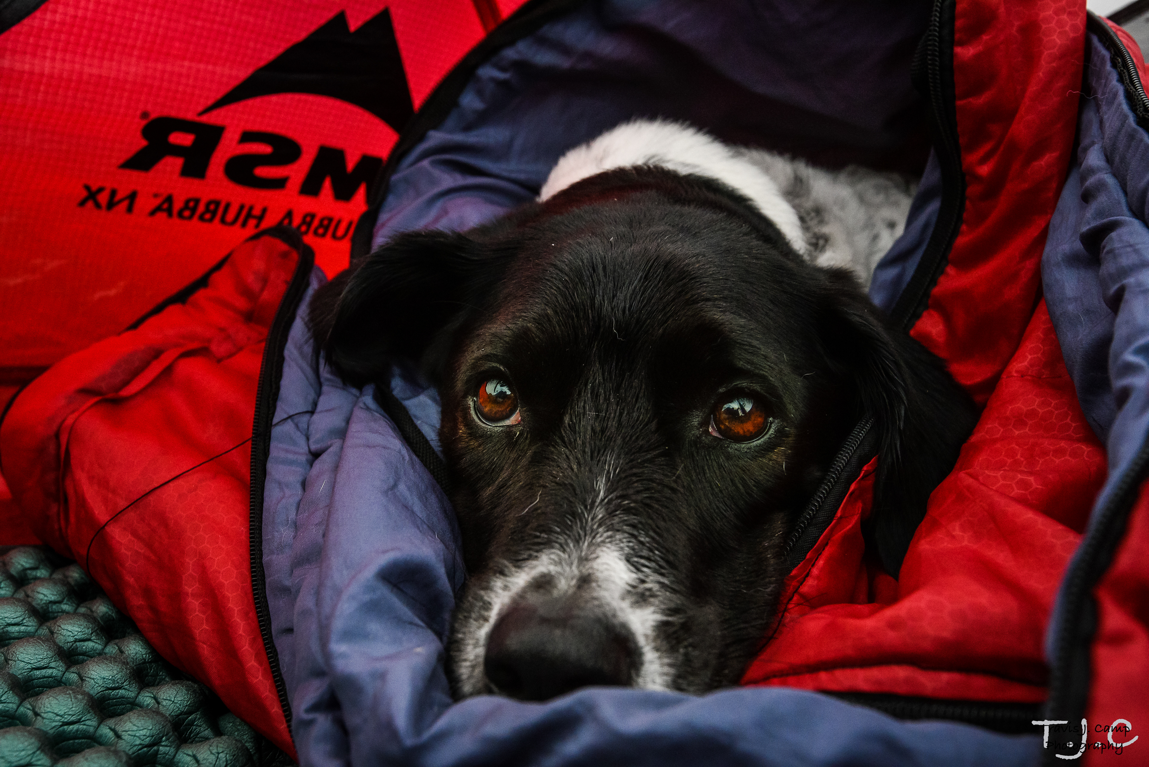 Coee in her sleeping bag, BWCA