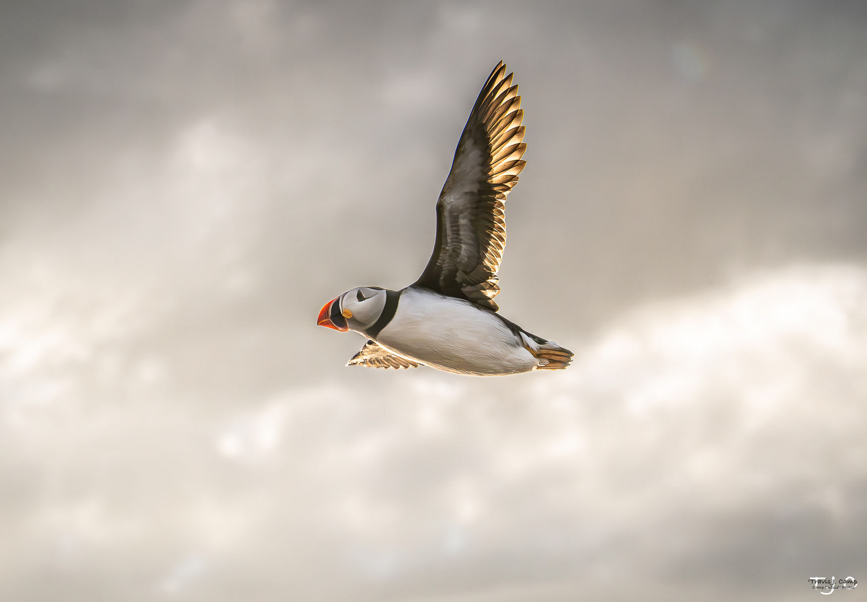 50. Atlantic Puffin - Flying