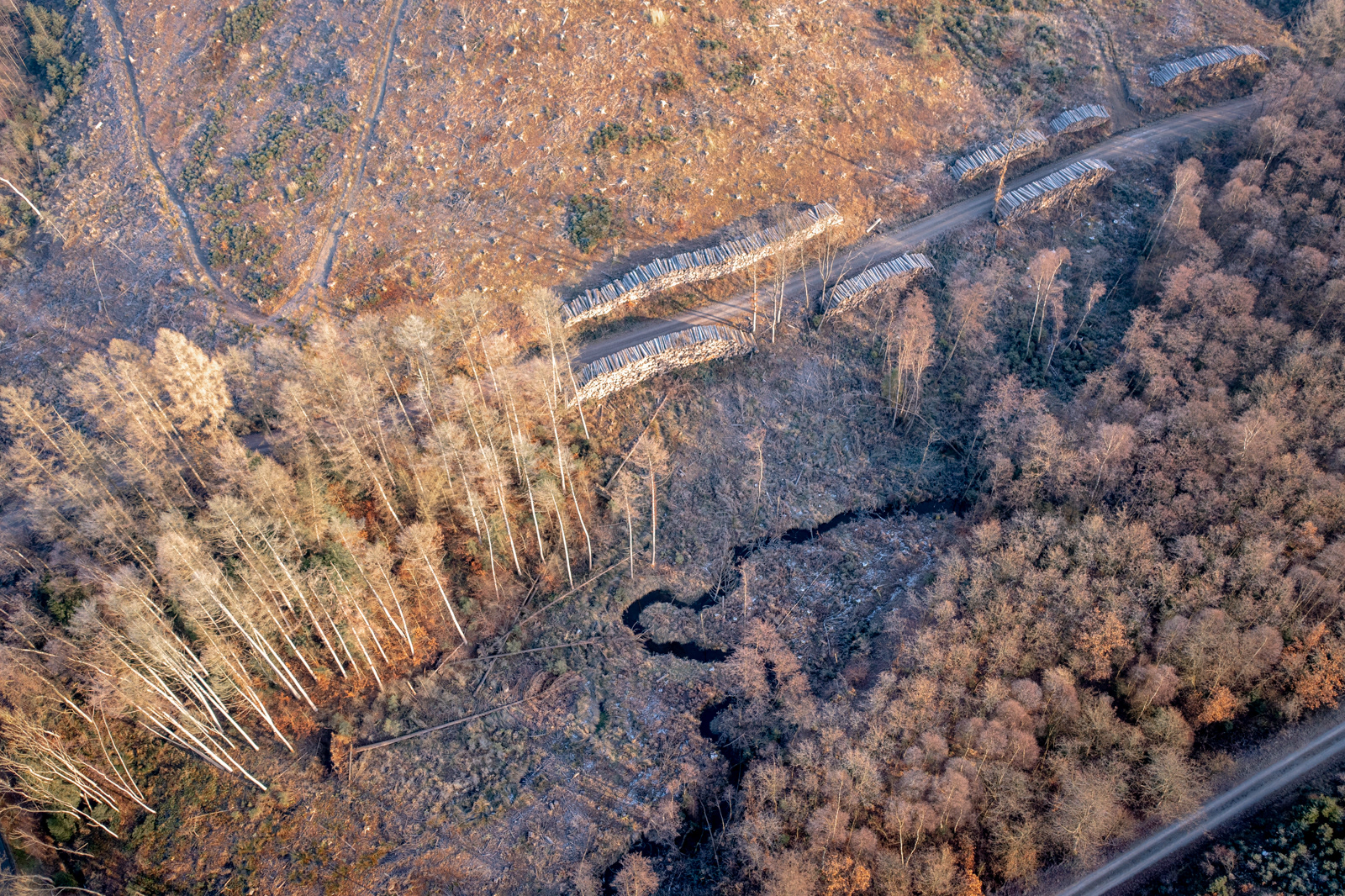 Im Kneblinghauser Forst - Dezember 2021